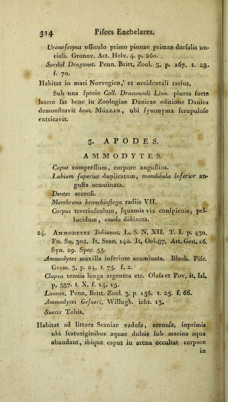 3H Uranofco-pui ofliculo primo pinnae primae dorfalis un- ciali. Gronov. Act. Helv. 4* P- 260. , Sordid Dra^onet. Penn. Britt, Zool. 3, p. 167, t. 23. f. 70. Habitat in mari Norvegico,' et occidentali rarius. Sub una fpecie Call. Dracunculi dun. plures forte latere fat bene in Zoologiae Danicae editione Danica demonftravit heat, Muller, ubi fynonyma fcrupulofe extricavit. 3. A P O D E S. AMMODYTES. Caput comprelTum, corpore angultius. Lahium fuperius duplicatum, mandibula inferior au- gufia acuminata. ■Dentes acerofi. IMemhrana hranchiojiega radiis VII. Corpus teretiufculum, fquamis vix confpicuis, pel- lucidum , cauda diltincta. 24. Ammodytes Tobianus. L. S. N, XII. T. I. p. 430. Fn. Su. 302. It, Scan, 142. It, Oel.37, Art. Gen, i(5, Syn. 29. Spec. 53. Ammodytes maxilla inferiore acuminata. Bloch. Pifc. Germ. 3. p. 24. t. 75. f, 2.' Clupea tenuis longa argentea etc. Olafs et Pov, it, Isl, p, 537. t. X, f. 14, 15. Laiince. Penn, Britt. Zool. 3. p. 156. t. 25. f, 66. Ammodytes Gefneri. Willugb. icht. 13, Suecis Tobis, Habitat ad littora Scaniae vadofa, arenofa, inprimis ubi fcaturiginibus aq^uae dulcis fub marina aqua abundant, ibique caput in arena occultat corpore in