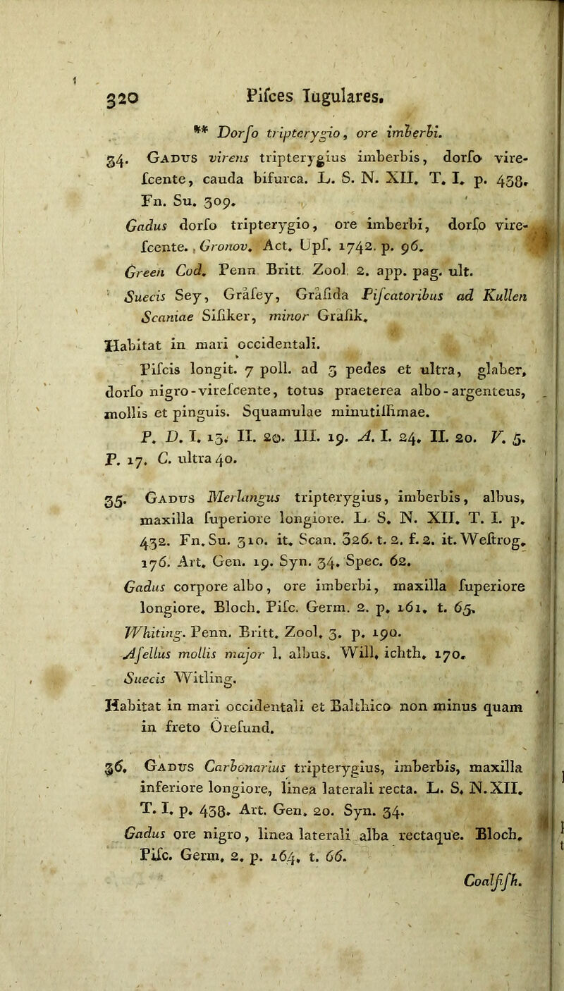 Dorfo ti iptcry^io f ore imierhl. 24. Gadtjs virens tripterygius imberbis, dorfo vire- Icente, cauda bifurca. L. S. N. XII. T. I, p. 433, Fn. Su. 309. Gadus dorfo tripterygio, ore imberbi, dorfo vire- iccnte. ,Gro)iov, Act, Upf. 1742. p. 96, Green Cod. Penn Britt. Zool 2. ajjp. pag, ult. ’■ Suecis Sey, Grafey, Gralida Pijcatoribus ad Kullen Scaniae Siliker, minor Gralik, Habitat in raari occidentali. Pifcis longit. 7 poll, ad 3 pedes et ultra, glaber, dorfo nigro-virefcente, totus praeterea albo - argenteus, mollis et pinguis. Squamulae minutillimae. P. I). I. 15.: II. 20. IIL xp. A. I. 24, II. 20. V. 5. P. 17. C. ultra 40. 05. Gadus Merlangus tripteryglus, imberbis, albus, maxilla fuperiore longiore. L. S, N. XII. T. I. p, 452. Fn.Su. 310. it. Scan. 026. t. 2. f.2. it.Wefirog, 176. Alt. Gen. 19. Syn. 34. Spec. 62. Gadus corpore albo, ore imberbi, maxilla fuperiore longiore, Bloch. Pifc. Germ. 2. p, r6z. t. 65. Whiting. Penn. Britt. Zool, 3. p. 190. AfelLus mollis major 1. albus. Will, ichth, 170, Suecis Witling. Habitat in mari occidentali et Baltliico non minus quam in freto O refund. Gadus Carbonarius tripterygius, imberbis, maxilla inferiore longiore, linea laterali recta. L. S, N. XII. T. I, p, 438* Art. Gen. 20. Syn. 34. Gadus ore nigro, linea laterali alba rectaque. Bloch, PiXc. Germ, 2. p. 164, t. 66. Coaljijh.