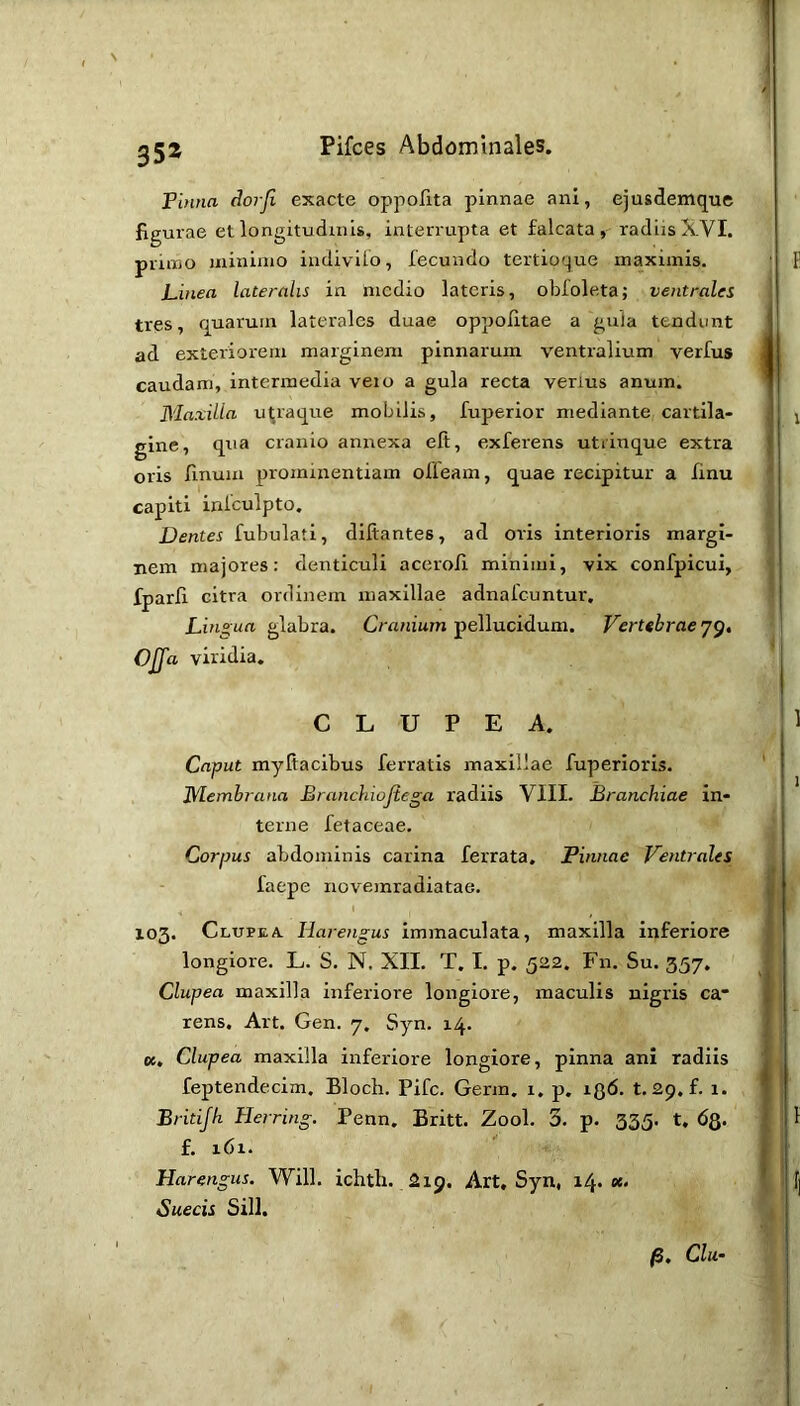 Finna dorji exacte oppofita pinnae ani, ejusdemque figurae etlongitudinis, interrupta et falcata, radiisXVI. pruno minimo indiviio, fecundo tertioque maximis. Linea lateralis in medio lateris, obloleta; ventrales tres, quarum laterales duae oppolitae a gula tendunt ad exteriorem marginem pinnarum ventralium verfus caudam, intermedia veio a gula recta venus anum. Maxilla u^raque mobilis, fuperior mediante cartila- gine, qua cranio annexa efi, exferens utiinque extra oris linum prominentiam olieam, quae recipitur a finu capiti infculpto. Dentes fubulati, dlftantes, ad oris interioris margi- nem majores: denticuli acerofl minimi, vix confpicui, fparli citra ordinem maxillae adnalcuntur. Lingua glabra. Cranium pellucidum. Vertebrae 79. Ojfa viridia. CLUPEA. Caput myitacibus ferratis maxillae fuperioris. Membrana Branchiojtega radiis VIII. Branchiae in- terne fetaceae. Corpus abdominis carina ferrata. Pinnae Ventrales faepe novemradiatae. ^ I 103. Clupea. Harengus immaculata, maxilla inferiore longiore. L. S. N. XII. T, I. p. 522. Fn. Su. 357. Clupea maxilla inferiore longiore, maculis nigris ca“ rens. Art. Gen. 7, Syn. 14. K, Clupea maxilla inferiore longiore, pinna ani radiis feptendecim. Bloch. Fife. Germ. 1. p. 136. t. 29. f. 1. Britijh Herring. Penn. Britt. Zool. 3. p. 335. t, 63. £. 161. Harengus. Will, ichth. 2ig, Art, Syn, 14. «> Sueeis Sili. Clu-