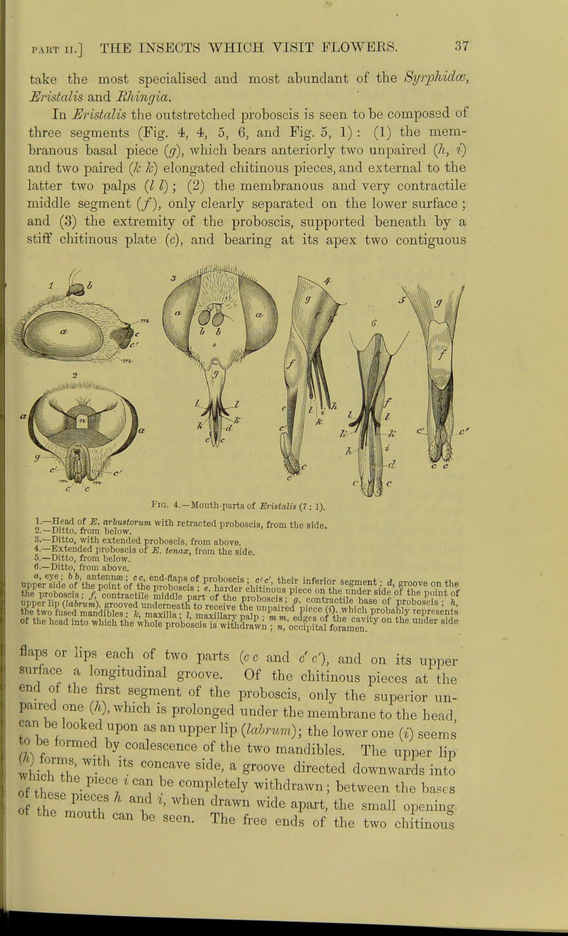 take the most specialised and most abundant of the Syrpliidca, Rristalis and Rhingia. In Eristcdis the outstretched proboscis is seen to be composed of three segments (Fig. 4, 4, 5, 6, and Fig. 5, 1) : (1) the mem- branous basal piece (g), which bears anteriorly two unpaired Qi, ?'•) and two paired (k k) elongated chitinous pieces, and external to the latter two palps (I I) ; (2) the membranous and very contractile middle segment (/), only clearly separated on the lower surface; and (3) the extremity of the proboscis, supported beneath by a stiff chitinous plate (c), and bearing at its apex two contiguous Fig. 4.—Mouth-parts of Erietalis (J : 1). l~SS?4 ot E- arbustoruvi with retracted proboscis, from the side. 2. —Ditto, from below. 3. —Ditto, with extended proboscis, from above. 4. —Extended proboscis of E. tenax, from the side 5. —Ditto, from below. 6. —Ditto, from above. of the head into which the whXprVbo's^^ °n the side flaps or lips each of two parts (c e and cV), and on its upper surface a longitudinal groove. Of the chitinous pieces at the end of the first segment of the proboscis, only the superior un- paired one (h), which is prolonged under the membrane to the head can be looked upon as an upper lip (lalrum); the lower one (t) seems o be formed by coalescence of the two mandibles. The upper lip K Wlth ltS COncave side> a groove directed downwards into of tW PleCG7 * ^ COmPletely withdrawn; between the bases of the mouth can be seen. The free ends of the two chitinous