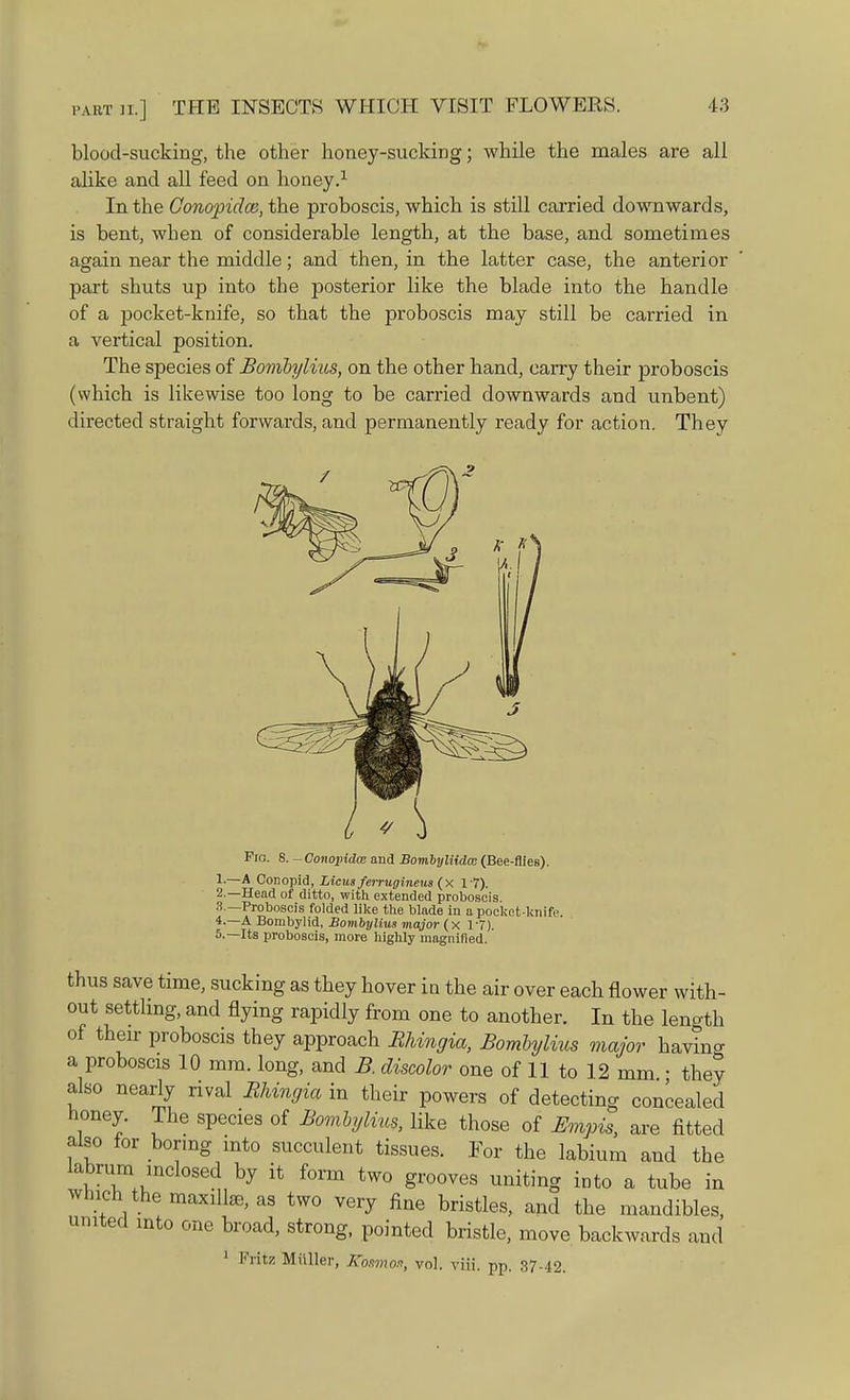 blood-sucking, the other honey-sucking; while the males are all alike and all feed on honey.1 In the Conopidce, the proboscis, which is still carried downwards, is bent, when of considerable length, at the base, and sometimes again near the middle; and then, in the latter case, the anterior part shuts up into the posterior like the blade into the handle of a pocket-knife, so that the proboscis may still be carried in a vertical position. The species of Bombylius, on the other hand, carry their proboscis (which is likewise too long to be carried downwards and unbent) directed straight forwards, and permanently ready for action. They Fig. 8. -Conopidce and Bombyliidcc (Bee-flies). 1. —A Conopid, Licus femiginens (x 17). 2. —Head of ditto, with extended proboscis *'r2boscis folded like the blade in a pocket-knife. 4-—A Bombylid, Bombylius major (x 17). 5.—Its proboscis, more highly magnified.' thus save time, sucking as they hover in the air over each flower with- out settling, and flying rapidly from one to another. In the length of their proboscis they approach Rhingia, Bombylius major havino- a proboscis 10 mm. long, and B. discolor one of 11 to 12 mm.; they also nearly rival Rhingia in their powers of detecting concealed honey. The species of Bombylius, like those of Empis, are fitted also for boring into succulent tissues. For the labium and the labrum inclosed by it form two grooves uniting into a tube in which the maxilla, as two very fine bristles, and the mandibles, united into one broad, strong, pointed bristle, move backwards and 1 Fritz Miiller, Komnoa, vol. viii. pp. 37.42.