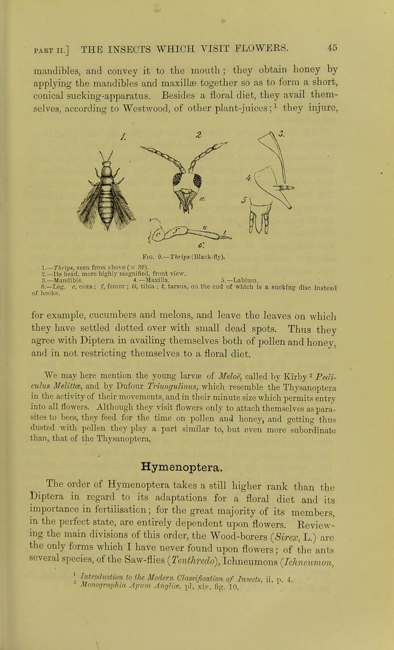 mandibles, and convey it to the mouth ; they obtain honey by applying the mandibles and maxillae together so as to form a short, conical sucking-apparatus. Besides a floral diet, they avail them- selves, according to Wcstwood, of other plant-juices;1 they injure, Fig. Q.—Thrips (Black-fly). 1.—Thrlx, seen from above (x 30). •2.—Its head, more highly magnified, front view. 3.—Mandible. 4.—Maxilla. 5.—Labium. 6.—Leg. c, coxa; f, femur; ti, tibia ; t, tarsus, on the end of which is a sucking disc instead of hooks. for example, cucumbers and melons, and leave the leaves on which they have settled dotted over with small dead spots. Thus they agree with Diptera in availing themselves both of pollen and honey, and in not restricting themselves to a floral diet. We may here mention the young larvee of Meloe, called by Kirby2 Pmi- culus Melittm, and by Dufonr Triungulinus, which resemble the Thysanoptera in the activity of their movements, and in their minute size which permits entry into all flowers. Although they visit flowers only to attach themselves as para- sites to bees, they feed for the time on pollen and honey, and getting thus dusted with pollen they play a part similar to, but even more subordinate tlian, that of the Thysanoptera. Hymenoptera. The order of Hymenoptera takes a still higher rank than the Diptera in regard to its adaptations for a floral diet and its importance in fertilisation; for the great majority of its members, in the perfect state, are entirely dependent upon flowers. Review- ing the main divisions of this order, the Wood-borers (Sirex, L.) are the only forms which I have never found upon flowers; of the ants several species, of the Saw-flies (Tmthrcdo), Ichneumons (Ichneumon, x Introduction to tlic Modern Classification of Iniects, ii. v. i. - Monographia iipum Anglim, pi. jd.v, fig.'10. \