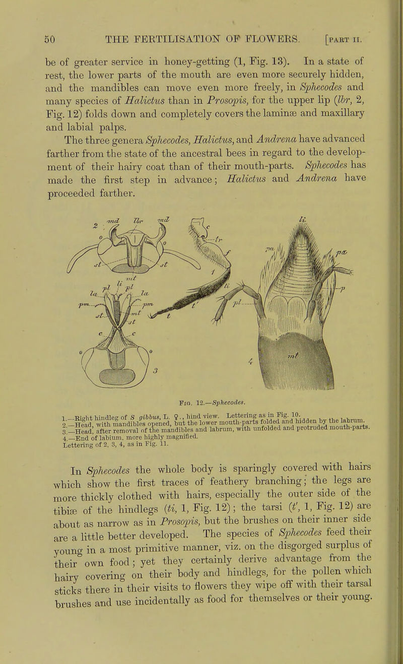 be of greater service in honey-getting (1, Fig. 13). In a state of rest, the lower parts of the mouth are even more securely hidden, and the mandibles can move even more freely, in Sphecodes and many species of Halidus than in Prosopis, for the upper lip (Ibr, 2, Fig. 12) folds down and completely covers the laminae and maxillary and labial palps. The three genera Sphecodes, Halictus, and Andrena have advanced farther from the state of the ancestral bees in regard to the develop- ment of their hairy coat than of their mouth-parts. Sphecodes has made the first step in advance; Halictus and Andrena have proceeded farther. mil Zlr ™<£ Fio. 12.—Sphecodes. i Tiidit hindlee of S aibbus, L. 9., hind view. Lettering as in Fig. 10. 2- Head wHh mandibles opened, but the lower mouth-parts folded and hidden by the labruir. 3- Head, after removal of the mandibles and labrum, with unfolded and protruded mouth-parts. 4 —End of labium, more highly magnified. Lettering of 2, 3, 4, as in Fig. 11. In Sphecodes the whole body is sparingly covered with hairs which show the first traces of feathery branching;' the legs are more thickly clothed with hairs, especially the outer side of the tibife of the hindlegs iti, 1, Fig. 12); the tarsi (f, 1, Fig. 12) are about as narrow as in Prosopis, but the brushes on their inner side are a little better developed. The species of Sphecodes feed their young in a most primitive manner, viz. on the disgorged surplus of their own food; yet they certainly derive advantage from the hairy covering on their body and hindlegs, for the pollen which sticks there in their visits to flowers they wipe off with their tarsal brushes and use incidentally as food for themselves or their young.