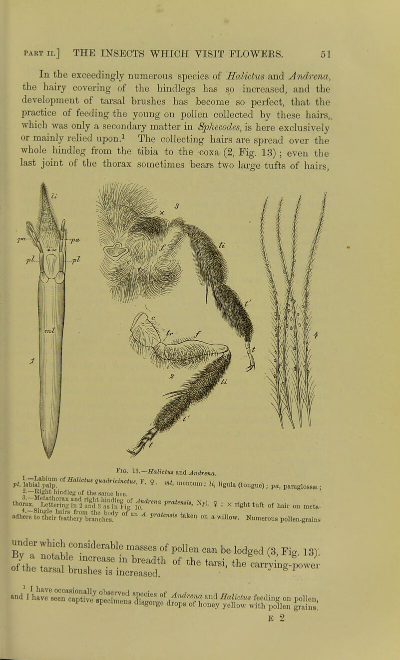 In the exceedingly numerous species of Hcdictus and Andrma, the hairy covering of the hindlegs has so increased, and the development of tarsal brushes has become so perfect, that the practice of feeding the young on pollen collected by these hairs,, which was only a secondary matter in Sphecodes, is here exclusively or mainly relied upon.1 The collecting hairs are spread over the whole hindleg from the tibia to the -coxa (2, Fig. 13) ; even the last joint of the thorax sometimes bears two large tufts of hairs Fio. 13.— Halictus and Andrena. Pi, UmifZ. 0tHaUCtm «uadrici™^ P- ? • ■* montum ; U, ligula (tongue); pa, parages* ; f'~?r'fcIht hindle« of the same bee. thora^tt^^V^tfi^ trnna 9 I X right tuft of hair on meta- adhere XA^lZ^ °''  A' praten™ taken ° * willow. Numerous pollen-grains IS C°nsiderable masses of P°»en can be lodged (3, Fig. 13). ■By a notable increase in brpndtl. nf + • xi . B J of the tarsal brushes is ' ^ E 2
