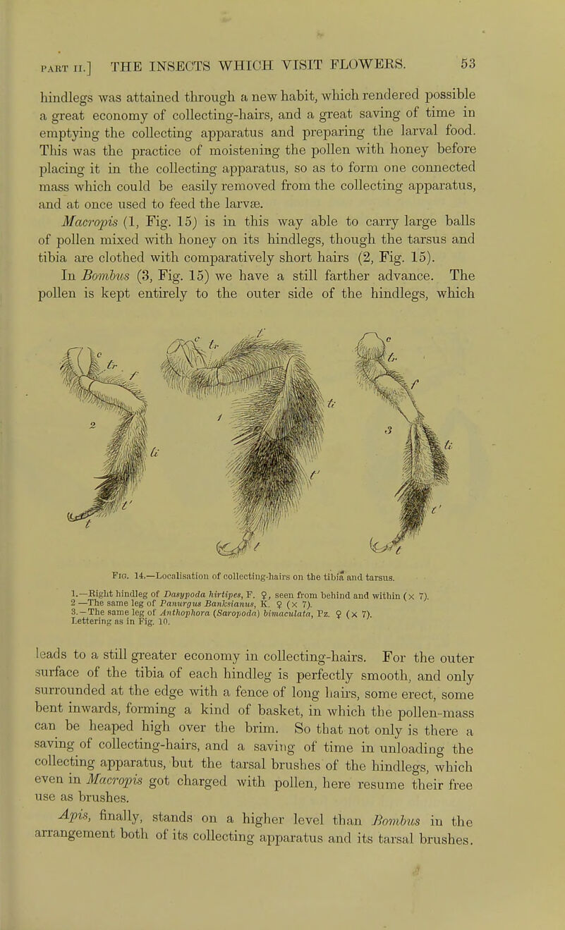 hindlegs was attained through a new habit, which rendered possible a great economy of collecting-hairs, and a great saving of time in emptying the collecting apparatus and preparing the larval food. This was the practice of moistening the pollen with honey before placing it in the collecting apparatus, so as to form one connected mass which could be easily removed from the collecting apparatus, and at once used to feed the larvae. Macropis (1, Fig. 15) is in this way able to carry large balls of pollen mixed with honey on its hindlegs, though the tarsus and tibia are clothed with comparatively short hairs (2, Fig. 15). In Bombus (3, Fig. 15) we have a still farther advance. The pollen is kept entirely to the outer side of the hindlegs, which Fig. 14.—Localisation of collecting-hairs on the tibia and tarsus. 1.—Bight hindleg of Dasypoda hirtipeg, F. 9, seen from behind and within (x 7). 2 —The same leg of Panurgus Banlcsianm, K. $ (x 7). 3.-The same leg of Anthojihora (Saropoda) bimaculata, Pz. 9 (x 7). Lettering as in Fig. 10. leads to a still greater economy in collecting-hairs. For the outer surface of the tibia of each hindleg is perfectly smooth, and only surrounded at the edge with a fence of long hairs, some erect, some bent inwards, forming a kind of basket, in which the pollen-mass can be heaped high over the brim. So that not only is there a saving of collecting-hairs, and a saving of time in unloading the collecting apparatus, but the tarsal brushes of the hindlegs, which even in Macropis got charged with pollen, here resume their free use as brushes. Apis, finally, stands on a higher level than Bombus in the arrangement both of its collecting apparatus and its tarsal brushes.