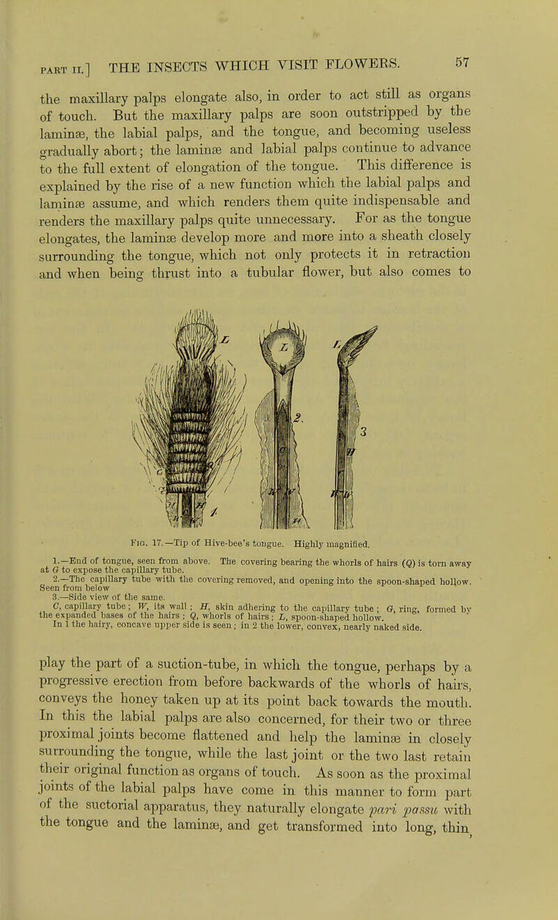 the maxillary palps elongate also, in order to act still as organs of touch. But the maxillary palps are soon outstripped by the laminae, the labial palps, and the tongue, and becoming useless gradually abort; the lamina? and labial palps continue to advance to the full extent of elongation of the tongue. This difference is explained by the rise of a new function which the labial palps and lamina? assume, and which renders them quite indispensable and renders the maxillary palps quite unnecessary. For as the tongue elongates, the lamina? develop more and more into a sheath closely surrounding the tongue, which not only protects it in retraction and when being thrust into a tubular flower, but also comes to Fig. 17.—Tip of Hive-bee's tongue. Highly magnified. 1. —End of tongue, seen from above. The covering bearing the whorls of hairs (Q) is torn away at G to expose the capillary tube. 2. —The capillary tube with the covering removed, and opening into the spoon-shaped hollow. Seen from below 3. —Side view of the same. C, capillary tube; W, its wall ; EC, skin adhering to the capillary tube ; O, ring, formed bv the expanded bases of the hairs ; Q, whorls of hairs; L, spoon-shaped hollow. In 1 the hairy, concave upper side is seen; in 2 the lower, convex, nearly naked side play the part of a suction-tube, in which the tongue, perhaps by a progressive erection from before backwards of the whorls of hairs, conveys the honey taken up at its point back towards the mouth. In this the labial palps are also concerned, for their two or three proximal joints become flattened and help the lamina? in closely surrounding the tongue, while the last joint or the two last retain their original function as organs of touch. As soon as the proximal joints of the labial palps have come in this manner to form part of the suctorial apparatus, they naturally elongate pari passu with the tongue and the lamina?, and get transformed into long, thin