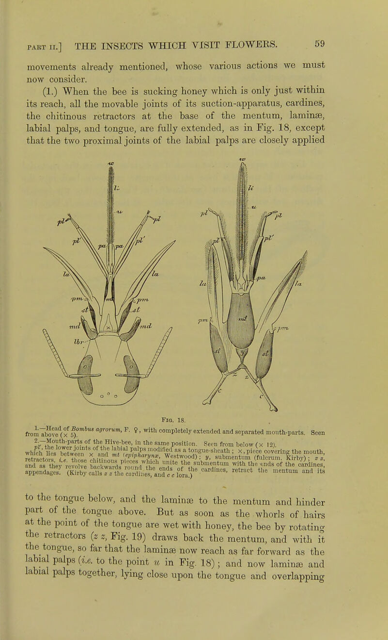 movements already mentioned, whose various actions we must now consider. (1.) When the bee is sucking honey which is only just within its reach, all the movable joints of its suction-apparatus, cardines, the chitinous retractors at the base of the mentum, laminae, labial palps, and tongue, are fully extended, as in Fig. 18, except that the two proximal joints of the labial palps are closely applied Fig. 18. from^boZ\xf)°mbUSagr0rUm'F' 9' withoomPletely tended and separated mouth-parts. Seen 2 —Mouth-parts of the Hive-bee, in the same position. Seen from below ( x ]2) wh?,h if'c °,T J0'ntH oft,',e lallial pa'l,s Mdlfletfa. a fcongue-sheath x pTece coverin,; the mouth winch lies between x and mt lepipharynw, Westwood)! y, submental (fulcrum Kir bvV 77 5& w^SS^S« to the tongue below, and the laminae to the mentum and hinder part of the tongue above. But as soon as the whorls of hairs at the point of the tongue are wet with honey, the bee by rotating the retractors (z z, Fig. 19) draws back the mentum, and with it the tongue, so far that the laminae now reach as far forward as the abial palps (i.e. to the point u in Fig. 18); and now laminaa and labial palps together, lying close upon the tongue and overlapping