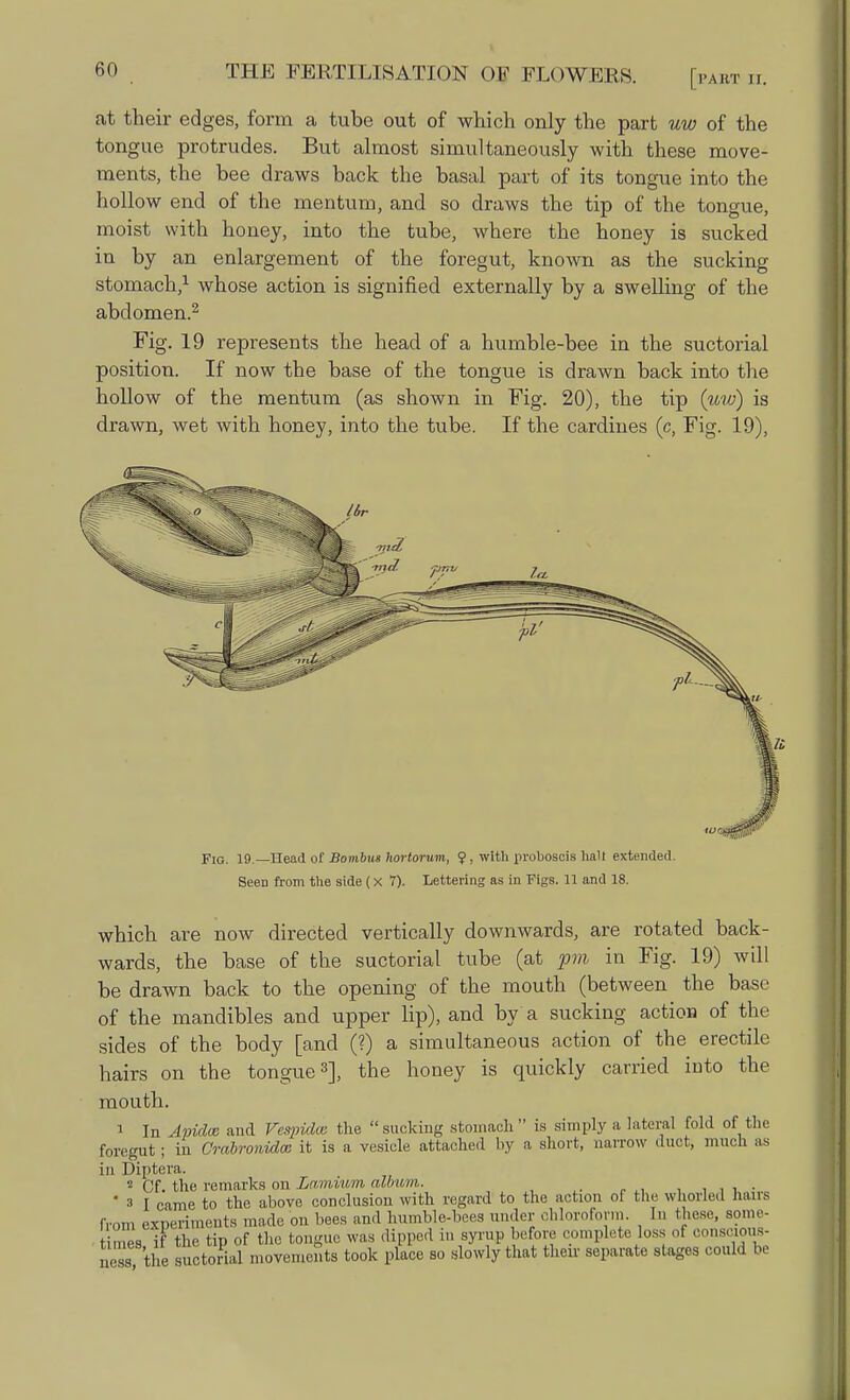 at their edges, form a tube out of which only the part uw of the tongue protrudes. But almost simultaneously with these move- ments, the bee draws back the basal part of its tongue into the hollow end of the mentum, and so draws the tip of the tongue, moist with honey, into the tube, where the honey is sucked in by an enlargement of the foregut, known as the sucking stomach,1 whose action is signified externally by a swelling of the abdomen.2 Fig. 19 represents the head of a humble-bee in the suctorial position. If now the base of the tongue is drawn back into the hollow of the mentum (as shown in Fig. 20), the tip {uw) is drawn, wet with honey, into the tube. If the cardines (c, Fig. 19), Fig. 19.— Head of Bombus hortorum, <?, with proboscis halt extended. Seen from the side (x 7). Lettering as in Figs. 11 and 18. which are now directed vertically downwards, are rotated back- wards, the base of the suctorial tube (at pm in Fig. 19) will be drawn back to the opening of the mouth (between the base of the mandibles and upper lip), and by a sucking action of the sides of the body [and (?) a simultaneous action of the erectile hairs on the tongue3], the honey is quickly carried into the mouth. 1 In Apidce and Feqjidcc the  sucking stomach  is simply a lateral fold of the foregut; in Crabronidm it is a vesicle attached by a short, narrow duct, much as in Diptera. 2 Cf. the remarks on Lmnium album. . ' 3 I came to the above conclusion with regard to the action of the whorled hairs from experiments made on bees and humble-bees under chloroform. In these, some- times if the tip of the tongue was dipped in syrup before complete loss of conscious, new the suctorial movements took place so slowly that their separate stages could be