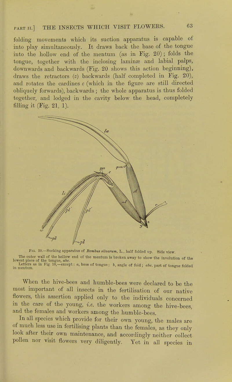 folding movements which its suction apparatus is capable of into play simultaneously. It draws back the base of the tongue into the hollow end of the mentum (as in Fig. 20) ; folds the tongue, together with the inclosing laminae and labial palps, downwards and backwards (Fig. 20 shows this action beginning), draws the retractors (z) backwards (half completed in Fig. 20), and rotates the cardines c (which in the figure are still directed obliquely forwards), backwards ; the whole apparatus is thus folded together, and lodged in the cavity below the head, completely filling it (Fig. 21, 1). Fig. 20— Sucking apparatus of Bombus silvarum, L., half folded up. Side view. The outer wall of the hollow end of the mentum is broken away to show the involution of the lowest piece of the tongue, abc. Letters as in Fig 18,—except: a, base of tongue; b, angle of fold ; abc, part of tongue folded in mpntum to When the hive-bees and humble-bees were declared to be the most important of all insects in the fertilisation of our native flowers, this assertion applied only to the individuals concerned in the care of the young, i.e. the workers among the hive-bees, and the females and workers among the humble-bees. In all species which provide for their own young, the males are of much less use in fertilising plants than the females, as they only look after their own maintenance, and accordingly neither collect pollen nor visit flowers very diligently. Yet in all species in