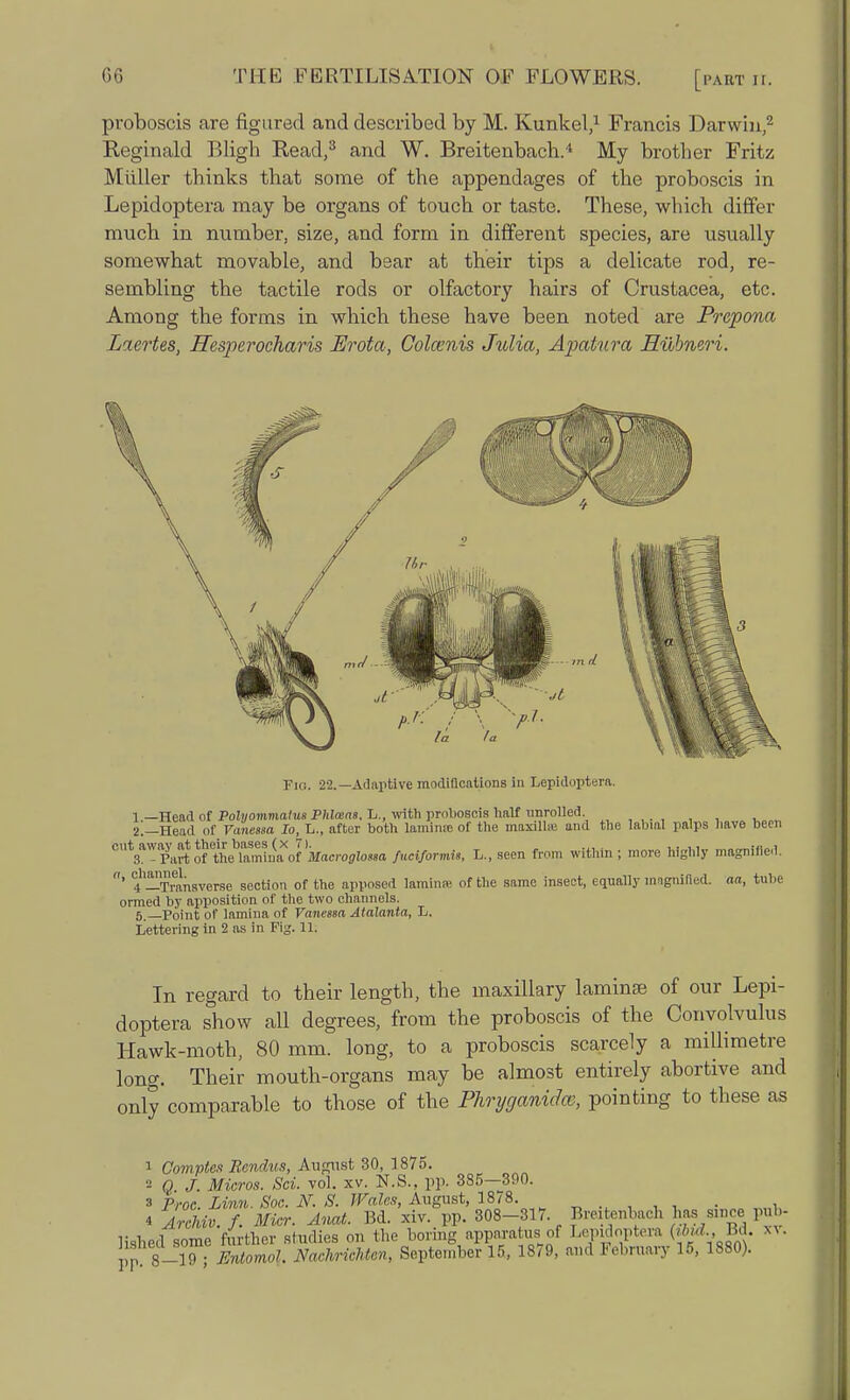 proboscis are figured and described by M. Kunkel,1 Francis Darwin,2 Reginald Bligh Read,3 and W. Breitenbach.4 My brotber Fritz Miiller thinks that some of the appendages of the proboscis in Lepidoptera may be organs of touch or taste. These, which differ much in number, size, and form in different species, are usually somewhat movable, and bear at their tips a delicate rod, re- sembling the tactile rods or olfactory hairs of Crustacea, etc. Among the forms in which these have been noted are Prepona Laertes, LTesperocharis Erota, Colccnis Julia, Apatura Hiibneri. Fic. 22.—Adaptive modifications in Lepidoptera. 1 —Head of Polyommatus Phloeas. L., with proboscis half unrolled. 2. —Head of Vanessa Io, L., after both lamina of the maxillie and the labial palps out away at their bases (x 7). ... ,. ,. 3. - Part of the lamina of Macroglossa fuciformis, L., seen from within ; more highly a, °ll^1rJ?lf^sverse section 0f the apposed laminm of the same insect, equally inngnifled. ormed by apposition of the two channels. 5. Point of lamina of Vanessa Atalanta, L. Lettering in 2 as in Fig. 11. have been magnified. aa, tube In regard to their length, the maxillary laminae of our Lepi- doptera show all degrees, from the proboscis of the Convolvulus Hawk-moth, 80 mm. long, to a proboscis scarcely a millimetre long. Their mouth-organs may be almost entirely abortive and only comparable to those of the Phryganidce, pointing to these as 1 Comptes Bendus, August 30, 187o. 2 Q J. Micros. Sci. vol. xv. N.S., pp.. 385—300. 3 Proc. Linn. Soc. N. S. Wales, August, 18/8. , 4 ArcMv. f. Mier. Anat. Bd. xiv. pp. 308-317 Breitenbach has since pub- lished some further studies oil the boring apparatus of Lepidoptera (ihA, Bd. xv. pp 8-19 • Entomol, NachricMen, September 15, 1879, rad February 15, 1880).