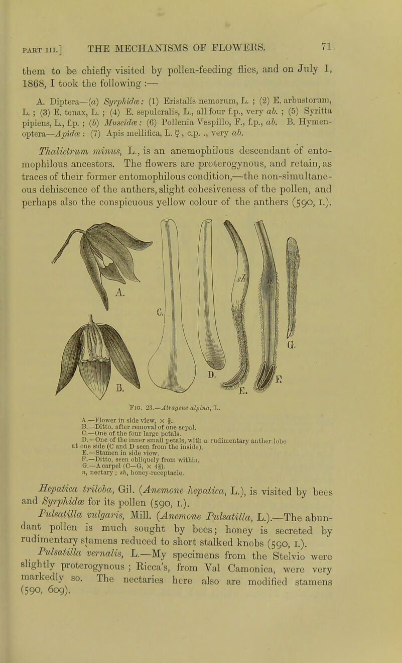 them to be chiefly visited by pollen-feeding flies, and on July 1, 1868, I took the following :— A. Diptera— (a) Syrphidm: (1) Eristalis nemorurn, L. ; (2) E. arbustorum, L. ; (3) E. tenax, L. ; (4) E. sepulcralis, L., all four f.p., very ab. ; (5) Syritta pipiens, L., f.p. ; (b) Musculo:: (6) Pollenia Vespillo, F., f.p., ab. B. Hyrnen- optera—Apidoz : (7) Apis mellifica, L. $ , c.p. ., very ab. Thalictrum minus, L., is an anemophilous descendant of ento- mophilous ancestors. The flowers are proterogynous, and retain, as traces of their former entomophilous condition,—the non-simultane- ous dehiscence of the anthers, slight cohesiveness of the pollen, and perhaps also the conspicuous yellow colour of the anthers (590, I.). Tig. 23.—Atragene alpina, L. A. —Flower in side view, x f. B. —Ditto, after removal of one sepul. C. —One of the four large petals. D. —One of the inner small petals, with a rudimentary auther-lohe at one side (C and D seen from the inside). B.—Stamen in side view. V.— Ditto, seen obliquely from within. G.—A carpel (C—G, x -ij). n, nectary ; sh, honey-receptacle. Hepatica triloba, Gil. (Anemone hejpatica, L.), is visited by bees and Syrphidm for its pollen (590, I.). Pulsatilla vulgaris, Mill. (Anemone Pulsatilla, L.).~The abun- dant pollen is much sought by bees; honey is secreted by rudimentary stamens reduced to short stalked knobs (590, 1.). Pulsatilla vernalis, L.— My specimens from the Stelvio were slightly proterogynous ; Ricca's, from Val Camonica, were very markedly so. The nectaries here also are modified stamens (590, 609).