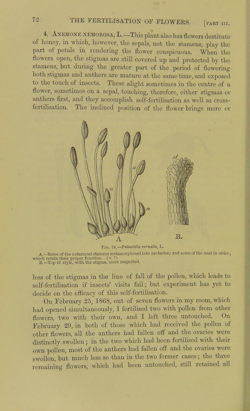 4. Anemone nemorosa, L. —This plant also has flowers destitute of honey, in which, however, the sepals, not the stamens, play the part of petals in rendering the flower conspicuous. When the flowers open, the stigmas are still covered up and protected by the stamens, but during the greater part of the period of flowering both stigmas and anthers are mature at the same time, and exposed to the touch of insects. These alight sometimes in the centre of a flower, sometimes on a sepal, touching, therefore, either stigmas or anthers first, and they accomplish self-fertilisation as well as cross- fertilisation. The inclined position of the flower brings more or Fig. 24.—Pulsatilla vernalis, L. A. —Some of the outermost stamens metamorphosed into nectaries; and some of the next in order, which retain their proper function, (x 7) B. —Top of style, with the stigma, more magnified. less of the stigmas in the line of fall of the pollen, which leads to self-fertilisation if insects' visits fail; but experiment has yet to decide on the efficacy of this self-fertilisation. On February 25, 1868, out of seven flowers in my room, which had opened simultaneously, I fertilised two with pollen from other flowers, two with their own, and I left three untouched. On February 29, in both of those which had received the pollen of other flowers, all the anthers had fallen off and the ovaries were distinctly swollen ; in the two which had been fertilised with their own pollen, most of the anthers had fallen off and the ovaries were swollen, but much less so than in the two former cases ; the three remaining flowers, which had been untouched, still retained all