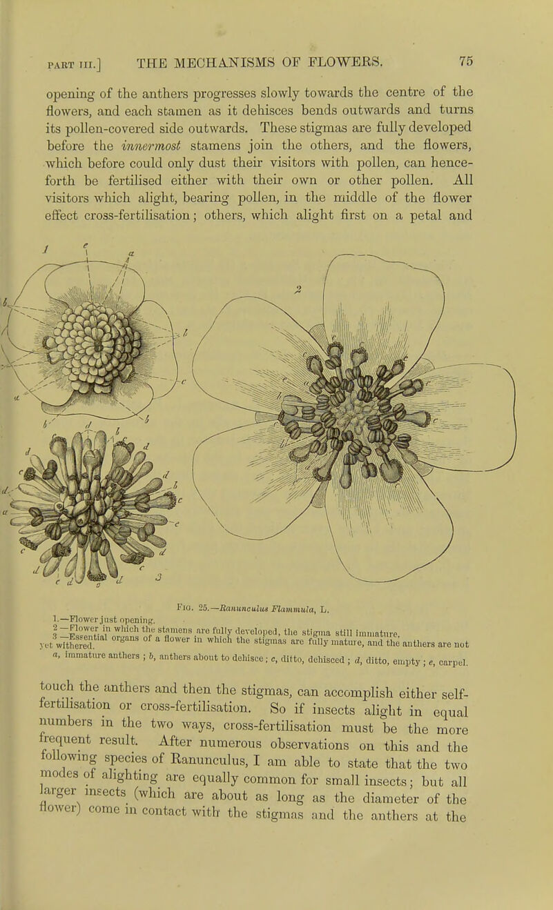 opening of the anthers progresses slowly towards the centre of the flowers, and each stamen as it dehisces bends outwards and turns its pollen-covered side outwards. These stigmas are fully developed before the innermost stamens join the others, and the flowers, which before could only dust then visitors with pollen, can hence- forth be fertilised either with their own or other pollen. All visitors which alight, bearing pollen, in the middle of the flower effect cross-fertilisation; others, which alight first on a petal and Fici. 25.— Ranunculus Flammula, L. 1.—Flower just opening. 2 -Flower in which the stamens are fully developed, the stigma still immature yetwliSf6' 0I°a'S °f 11 n°WCT ta Wich the sti°™s are {^ inXeTanX' anthers are not a, Immature anthers ; b, anthers about to dehisce ; c, ditto, dehisced ; d, ditto, empty ; c, carpel. touch the anthers and then the stigmas, can accomplish either self- fertilisation or cross-fertilisation. So if insects alight in equal numbers in the two ways, cross-fertilisation must be the more frequent result. After numerous observations on this and the tallowing species of Ranunculus, I am able to state that the two modes of alighting are equally common for small insects; but all Jarger insects (which are about as long as the diameter of the flower) come in contact with the stigmas and the anthers at the