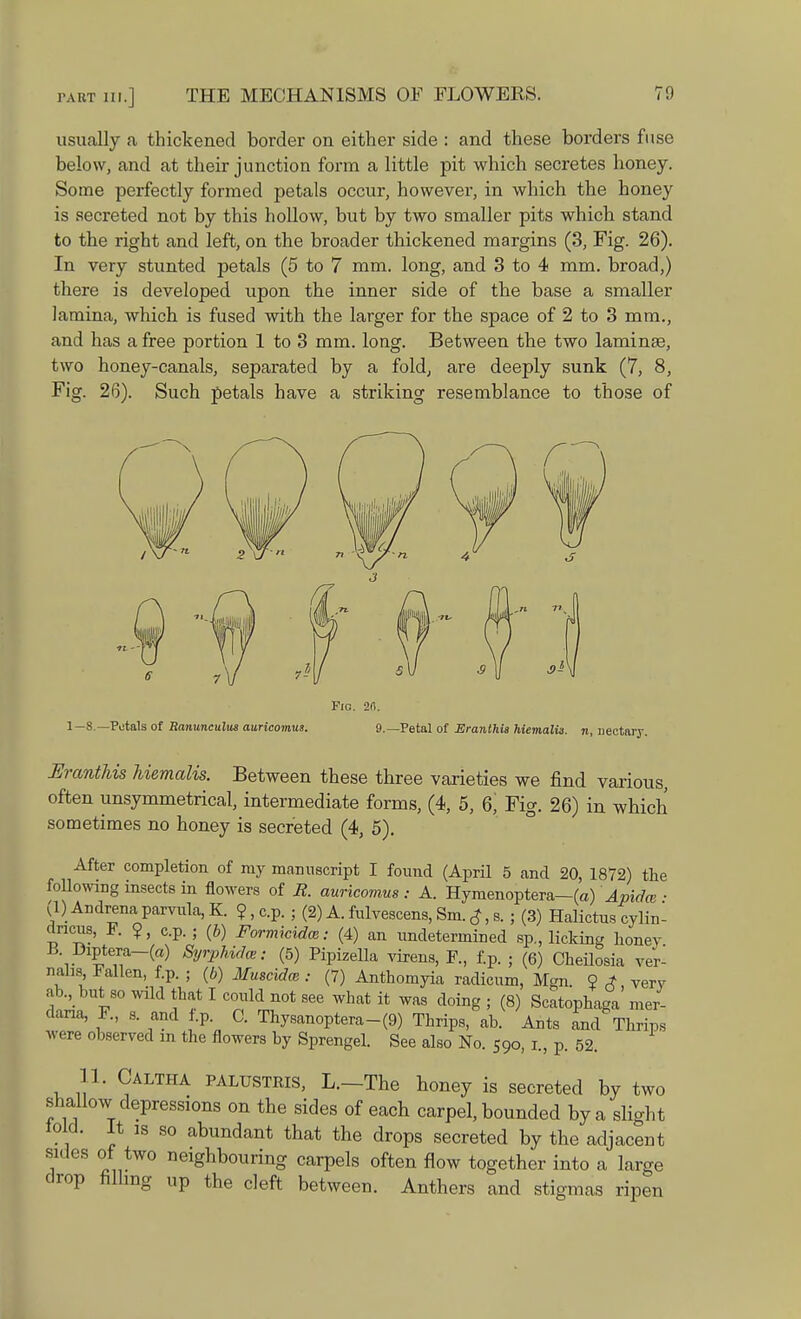 usually a thickened border on either side : and these borders fuse below, and at their junction form a little pit which secretes honey. Some perfectly formed petals occur, however, in which the honey is secreted not by this hollow, but by two smaller pits which stand to the right and left, on the broader thickened margins (3, Fig. 26). In very stunted petals (5 to 7 mm. long, and 3 to 4 mm. broad,) there is developed upon the inner side of the base a smaller lamina, which is fused with the larger for the space of 2 to 3 mm., and has a free portion 1 to 3 mm. long. Between the two laminae, two honey-canals, separated by a fold; are deeply sunk (7, 8, 26). Such petals have a striking resemblance to those of Fig. Fig. 2(1. 1—8.— Petals of Ranunculus auricomus. 9.—Petal of Eranlhis hiemali3. n, nectary. ErcmtHs hiemalis. Between these three varieties we find various, often unsymmetrical, intermediate forms, (4, 5, 6; Fig. 26) in which sometimes no honey is secreted (4, 5). After completion of my manuscript I found (April 5 and 20, 1872) the following insects in flowers of R. auricomus : A. Hymenoptera—(a) Apidce • ^1) Andrena parvula, K. ?, c.p. ; (2) A. fulvescens, Sm. $, s. ; (3) Halictus cylin- dncus, F. 9., c.p.; (b) Formitidm: (4) an undetermined sp., licking honev B. Diptera-(a) Syrpkidce: (5) Pipizella virens, F, f.p. ; (6) Cheilosia ver- nabs Fallen, f.p. ; (b) Muscidm : (7) Anthomyia radicum, Mgn. 9 * very ah, but so wild that I could not see what it was doing ; (8) Scatophaga mer- dana, F., s. and f.p. C. Thysanoptera-(9) Thrips, ah. Ants and Thrips were observed m the flowers by Sprengel. See also No. 590, 1., p. 52. 11. Caltha palustris, L.—The honey is secreted by two shallow depressions on the sides of each carpel, bounded by a slight iold. It is so abundant that the drops secreted by the adjacent sides of two neighbouring carpels often flow together into a large drop filling up the cleft between. Anthers and stigmas ripen