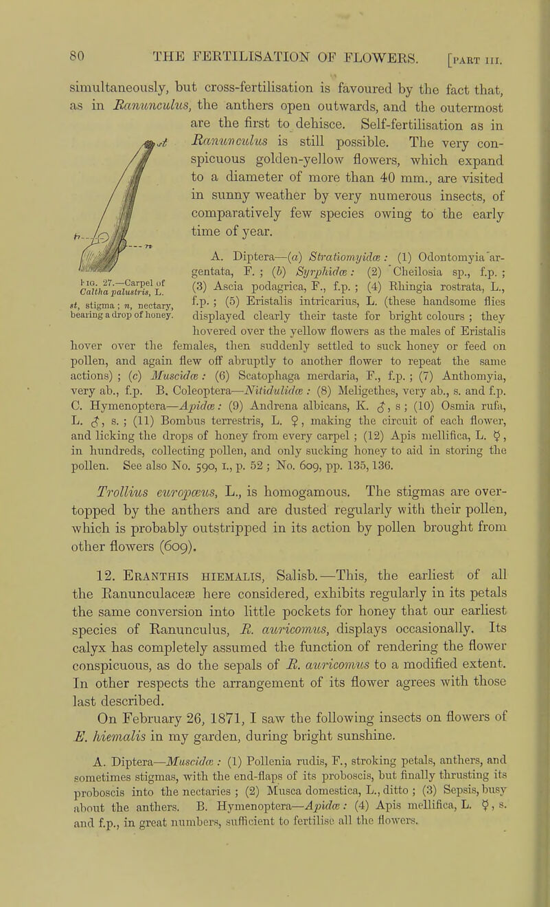 simultaneously, but cross-fertilisation is favoured by the fact that, as in Ranunculus, the anthers open outwards, and the outermost are the first to dehisce. Self-fertilisation as in Ranunculus is still possible. The very con- spicuous golden-yellow flowers, which expand to a diameter of more than 40 mm., are visited in sunny weather by very numerous insects, of comparatively few species owing to the early time of year. A. Diptera—(a) Stratiomyidm : (1) Odontomyiaar- gentata, F. ; (b) Syrphidce: (2) Cheilosia sp., f.p. ; c«a^Lf (3) Ascia Podagriea, F, f.p. ; (4) Rhingia rostrata, L., et, stigma; n, nectary, f'P- 5 (5) Eristalis intricarius, L. (these handsome flies bearing a drop of honey. displayed clearly their taste for bright colours ; they hovered over the yellow flowers as the males of Eristalis hover over the females, then suddenly settled to suck honey or feed on pollen, and again flew off abruptly to another flower to repeat the same actions) ; (c) Muscidce : (6) Scatophaga merdaria, F., f.p. ; (7) Anthomyia, very ab., f.p. B. Coleoptera—Nitidulidw : (8) Meligethes, very ab., s. and f.p. C. Hymenoptera—Apidce: (9) Andrena albicans, K. £, s ; (10) Osmia rufa, L. s. ; (11) Bombus terrestris, L. making the circuit of each flower, and licking the drops of honey from every carpel; (12) Apis mellifica, L. $ > in hundreds, collecting pollen, and only sucking honey to aid in storing the pollen. See also No. 590, I., p. 52 ; No. 609, pp. 135,136. Trollius curopceus, L., is homogamous. The stigmas are over- topped by the anthers and are dusted regularly with their pollen, which is probably outstripped in its action by pollen brought from other flowers (609). 12. Eranthis hiemalis, Salisb.—This, the earliest of all the Eanunculaceas here considered, exhibits regularly in its petals the same conversion into little pockets for honey that our earliest species of Kanunculus, R. auricomus, displays occasionally. Its calyx has completely assumed the function of rendering the flower conspicuous, as do the sepals of R. auricomus to a modified extent. In other respects the arrangement of its flower agrees with those last described. On February 26, 1871, I saw the following insects on flowers of E. hiemalis in my garden, during bright sunshine. A. Diptera—Muscidce : (1) Pollenia rudis, F., stroking petals, anthers, and sometimes stigmas, with the end-flaps of its proboscis, but finally thrusting its proboscis into the nectaries ; (2) Musca domestica, L., ditto ; (3) Sepsis, busy about the anthers. B. Hymenoptera—Apidm: (4) Apis mellifica, L. $,s. and f.p., in great numbers, sufficient to fertilise all the flowers.