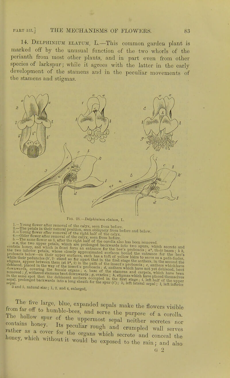 14. Delphinium klatum, L.—This common garden plant is marked off by the unusual function of the two whorls of the perianth from most other plants, and in part even from other species of larkspur; while it agrees with the latter in the early development of the stamens and in the peculiar movements of the stamens and stigmas. Fio. 28.—Delphinium elaltim, L. •^Th^MisT' h 1 •'' re?0V!!1 of tlle cal>'x> sedn f''om before. 4,-OMer flower after removal of the calyx, seen from before' the two inferior petals, whose closdv a™,3;^nt . J be, S P^oaois; o* their bases ; b b, proboscis below-on their upper Sees^ h^t^rl ?,onild the eutraaoe for the bee's while their peduncles (&', 2- stand tanSI?hS& * 3 °W «U'S t^serve ns a P»*h-flnte, stigmas appear between'them (at b*, fltaTO tf tolSSfS!! a-nthere'in the aeo°d the • disced, placed in the way of the insect moC. fill? Proboscis ; c, anthers whichhave downwards, covering the femaleorgans e W of h . wluch]lave not yet dehisced, bent removed ; /, withered stamens bent dlrawards ^ovarfe ft?™. nn* ca?els' wllich llavi! te<>n in the same spot that the dehiscent Sm occurfSd ?„' / ,' rg ' as\wluch have placed themselves aepal. prolonged backwards into a lM| ^ft tU^iai *$ff8$88& a and 6, natural size; 1, 2, and 4, enlarged. War offtlT * ^ ^^^ SepaIS lmke the fl0Wers T hollow ^ 5 Ti ^ S6rVe the PUrP°Pe of a ^olla. G 2