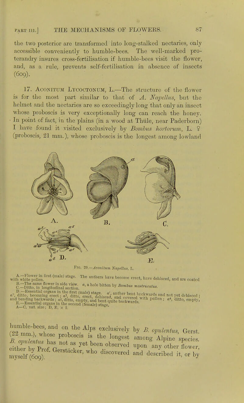 the two posterior are transformed into long-stalked nectaries, only accessible conveniently to humble-bees. The well-marked pro- terandry insures cross-fertilisation if humble-bees visit the flower, and, as a rule, prevents self-fertilisation in absence of insects (609). 17. Aconitum LYCOCTONUM, L.—The structure of the flower is for the most part similar to that of A. Napelhis, but the helmet and the nectaries are so exceedingly long that only an insect whose proboscis is very exceptionally long can reach the honey. In point of fact, in the plains (in a wood at Thiile, near Paderborn) I have found it visited exclusively by Bombus hortorwn, L. ? (proboscis, 21 mm.), whose proboscis is the longest among lowland Fin. 2$.—Aconitum Napellus, L. with^lfcepo^nflr8t (maIe' StagU- The !mthers liave beo°™ ™*. ^ve dehisced, and are coated ar^riSSa^Tn > a h°'e Wtten by B°mlUS meatus. a„„ bending backwards ; aftR^ft.fflftgt.Sa ^ ^ ■ < di«°> empty! B.-Bsseritial organs in the second (female) stage Dacl™ards. A—C, nat. size; D, E, X 2, (22 mm.) whose prohoscs ,s the longest among Alpine species eithrtpJ o no,' .v yet se™d -/olrZ ;
