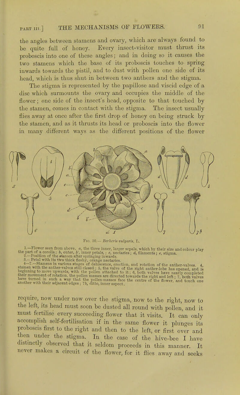 the angles between stamens and ovary, which are always found to be quite full of honey. Every insect-visitor must thrust its proboscis into one of these angles; and in doing so it causes the two stamens which the base of its proboscis touches to spring inwards towards the pistil, and to dust with pollen one side of its head, which is thus shut in between two anthers and the stigma. The stigma is represented by the papillose and viscid edge of a disc which surniotmts the ovary and occupies the middle of the flower; one side of the insect's head, opposite to that touched by the stamen, comes in contact with the stigma. The insect usually flies away at once after the first drop of honey on being struck by the stamen, and as it thrusts its head or proboscis into the flower in many different ways as the different positions of the flower Fir.. 30.— Berbcris vulgaris, L. 1. —Flower seen from above, a, the tliree inner, larger sepals, which by their size and colour play the part of a corolla; 6, outer, b', inner petals, ; c, nectaries; d, filaments ; e, stigma. 2. —Position of the stamen after springing inwards. 3. —Petal with its two thick fleshy, orange nectaries. 4—7.—Stamens in various stages of dehiscence, erection, and rotation of the anther-valves 4 stamen with the anther-valves still closed ; 5, the valve of the right anther-lobe has opened and is beginning to move upwards, with the pollen attached to it; 6, both valves have nearly completed their movement of rotation, the pollen masses are directed towards the right and left • 7 both valves have turned in such a way that the pollen-mosses face the centre of the flower,'and touch one another with their adjacent edges ; 7b, ditto, inner aspect require, now under now over the stigma, now to the right, now to the left, its head must soon be dusted all round with pollen, and it must fertilise every succeeding flower that it visits. It can only accomplish self-fertilisation if in the same flower it plunges its and then to the left, or first over and then under the stigma. In the case of the hive-bee I have distinctly observed that it seldom proceeds in this manner. It never makes a circuit of the flower, for it flies away and seeks