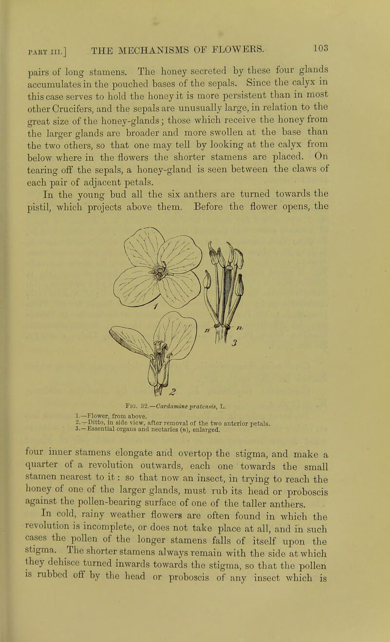 pairs of long stamens. The honey secreted by these four glands accumulates in the pouched bases of the sepals. Since the calyx in this case serves to hold the honey it is more persistent than in most other Crucifers, and the sepals are unusually large, in relation to the great size of the honey-glands; those which receive the honey from the lamer glands are broader and more swollen at the base than the two others, so that one may tell by looking at the calyx from below where in the flowers the shorter stamens are placed. On tearing off the sepals, a honey-gland is seen between the claws of each pair of adjacent petals. In the young bud all the six anthers are turned towards the pistil, which projects above them. Before the flower opens, the Fig. 32.—Cardamine pratensis, L. 1. —Flower, from above. 2. —Ditto, in side view, after removal of the two anterior petals. 3. —Essential organs and nectaries (n), enlarged. four inner stamens elongate and overtop the stigma, and make a quarter of a revolution outwards, each one towards the small stamen nearest to it: so that now an insect, in trying to reach the honey of one of the larger glands, must rub its head or proboscis against the pollen-bearing surface of one of the taller anthers. In cold, rainy weather flowers are often found in which the revolution is incomplete, or does not take place at all, and in such cases the pollen of the longer stamens falls of itself upon the stigma. The shorter stamens always remain with the side at which they dehisce turned inwards towards the stigma, so that the pollen is rubbed off by the head or proboscis of any insect which is