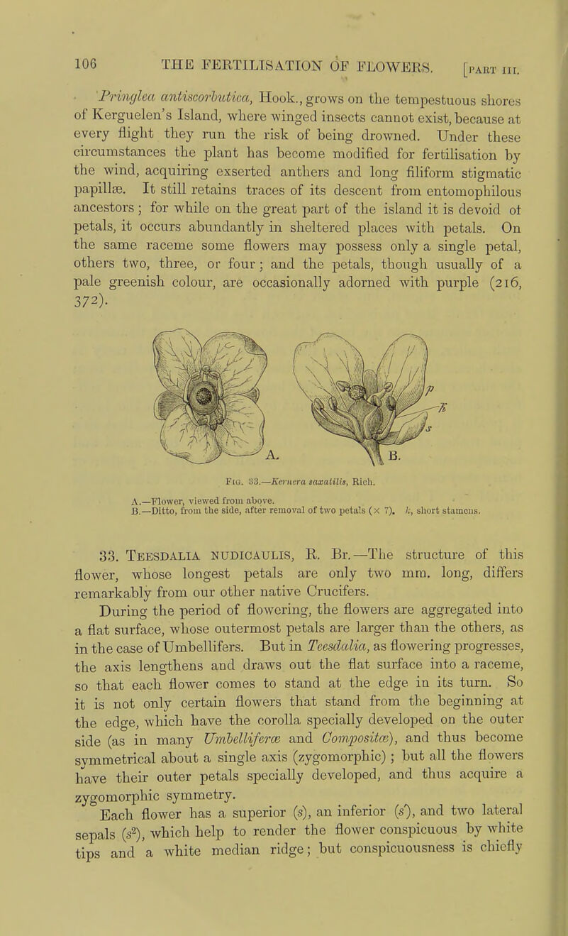 'Prmglea antiscorlutica, Hook., grows on the tempestuous shores of Kerguelen's Island, where winged insects cannot exist, because at every flight they run the risk of being drowned. Under these circumstances the plant has become modified for fertilisation by the wind, acquiring exserted anthers and long filiform stigmatic papilla. It still retains traces of its descent from entomophilous ancestors ; for while on the great part of the island it is devoid ot petals, it occurs abundantly in sheltered places with petals. On the same raceme some flowers may possess only a single petal, others two, three, or four; and the petals, though usually of a pale greenish colour, are occasionally adorned with purple (216, 372). Fig. 83.—Kernera saxalilis, Rich. A. —Flower, viewed from above. B. —Ditto, from the side, after removal of two petals (x 7). k, short stamens. 33. Teesdalia nudicaulis, R. Br.—The structure of this flower, whose longest petals are only two mm. long, differs remarkably from our other native Crucifers. During the period of flowering, the flowers are aggregated into a flat surface, whose outermost petals are larger than the others, as in the case of Umbellifers. But in Teesdalia, as flowering progresses, the axis lengthens and draws out the flat surface into a raceme, so that each flower comes to stand at the edge in its turn. So it is not only certain flowers that stand from the beginning at the edge, which have the corolla specially developed on the outer side (as in many Uinbelliferw and Gompositce), and thus become svmmetrical about a single axis (zygomorphic) ; but all the flowers have their outer petals specially developed, and thus acquire a zygomorphic symmetry. Each flower has a superior (s), an inferior (s), and two lateral sepals (s2), which help to render the flower conspicuous by white tips and a white median ridge; but conspicuousness is chiefly