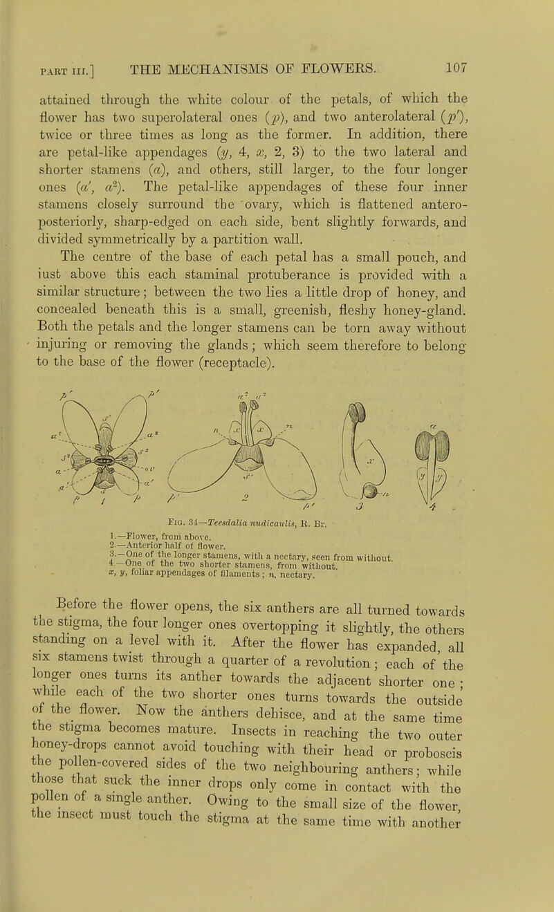 attained through the white colour of the petals, of which the flower has two superolateral ones (p), and two anterolateral (p'), twice or three times as long as the former. In addition, there are petal-like appendages (y, 4, x, 2, 3) to the two lateral and shorter stamens (a), and others, still larger, to the four longer ones («', a~). The petal-like appendages of these four inner stamens closely surround the ovary, which is flattened antero- posteriorly, sharp-edged on each side, bent slightly forwards, and divided symmetrically by a partition wall. The centre of the base of each petal has a small pouch, and iust above this each staminal protuberance is provided with a similar structure; between the two lies a little drop of honey, and concealed beneath this is a small, greenish, fleshy honey-gland. Both the petals and the longer stamens can be torn away without injuring or removing the glands; which seem therefore to belong to the base of the flower (receptacle). Fig. 34—Teesdalia nudicaulis, R. Br. —Flower, from above. —Anterior half of flower. -One of the longer stamens, with a nectary, seen from without -One of the two shorter stamens, from without y, foliar appendages of filaments ; n, nectary Before the flower opens, the six anthers are all turned towards the stigma, the four longer ones overtopping it slightly, the others standing on a level with it. After the flower has expanded all six stamens twist through a quarter of a revolution; each of'the longer ones turns its anther towards the adjacent shorter one ■ while each of the two shorter ones turns towards the outside of the flower. Now the anthers dehisce, and at the same time the stigma becomes mature. Insects in reaching the two outer honey-drops cannot avoid touching with their head or proboscis the pollen-covered sides of the two neighbouring anthers; while those that suck the inner drops only come in contact with the pollen of a single anther. Owing to the small size of the flower the insect must touch the stigma at the same time with another