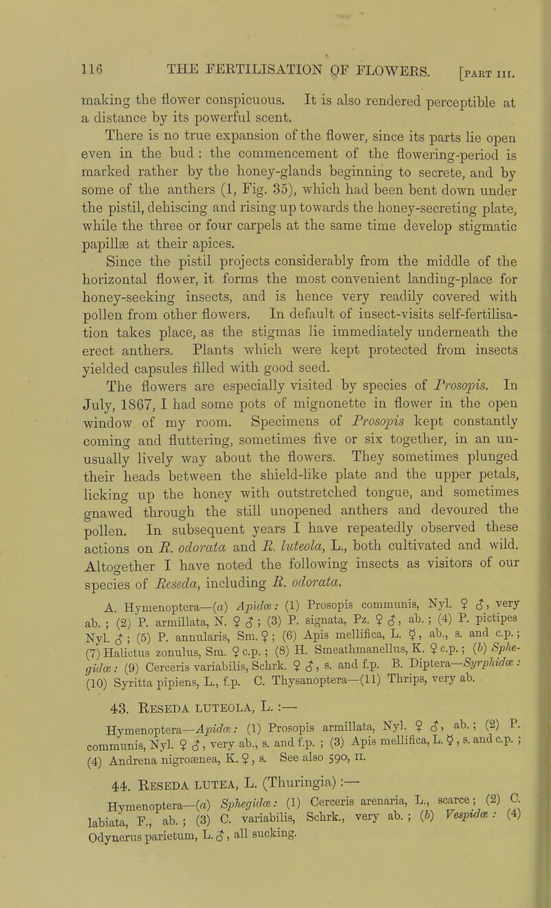 making the flower conspicuous. It is also rendered perceptible at a distance by its powerful scent. There is no true expansion of the flower, since its parts lie open even in the bud : the commencement of the flowering-period is marked rather by the honey-glands beginning to secrete, and by some of the anthers (1, Fig. 35), which had been bent down under the pistil, dehiscing and rising up towards the honey-secreting plate, while the three or four carpels at the same time develop stigmatic papillae at their apices. Since the pistil projects considerably from the middle of the horizontal flower, it forms the most convenient landing-place for honey-seeking insects, and is hence very readily covered with pollen from other flowers. In default of insect-visits self-fertilisa- tion takes place, as the stigmas lie immediately underneath the erect anthers. Plants which were kept protected from insects yielded capsules filled with good seed. The flowers are especially visited by species of Prosopis. In July, 1867, I had some pots of mignonette in flower in the open window of my room. Specimens of Prosopis kept constantly coming and fluttering, sometimes five or six together, in an un- usually lively way about the flowers. They sometimes plunged their heads between the shield-like plate and the upper petals, licking up the honey with outstretched tongue, and sometimes gnawed through the still unopened anthers and devoured the pollen. In subsequent years I have repeatedly observed these actions on R. odorata and R luteola, L., both cultivated and wild. Altogether I have noted the following insects as visitors of our species of Reseda, including R. odorata. A. Hynienoptera— (a) Apidm: (1) Prosopis communis, Nyl. ? very ab. ; (2) P. armillata, N. ? $ ; (3) P. signata, Pz. ? $, ab.; (4) P. pictipes Nyl. $ ; (5) P. annularis, Sm. ? ; (6) Apis mellifica, L. $, ab., s. and c.p.; (7) Halietus zonulus, Sm. $ c.p. ; (8) H. Smeathmanellus, K. $ c.p.; (b) Sphe- gidm : (9) Cerceris variabilis, Scbrk. ?£,«». and f.p. B. Bi^teva.—Syrphidoe : (10) Syritta pipiens, L., f.p. C. Thysanoptera—(11) Tbrips, very ab. 43. Reseda luteola, L.:— Hymenoptera—Apidm: (1) Prosopis armillata, Nyl. ? $, ab.; (2) P. communis, Nyl. ? $, very ab., s. and f.p. ; (3) Apis mellifica, L. t? , s. and c.p. ; (4) Andrena nigrosenea, K. ?, s. See also 590, n. 44. Reseda lutea, L. (Thuringia) :— Hymenoptera—(a) Sphegidce: (1) Cerceris arenaria, L„ scarce ; (2) C labiate, F., ab. ; (3) 0. variabilis, Scbrk, very ab. ; (b) Vesptdm : (4) Odynerus parietum, L. $, all sucking.