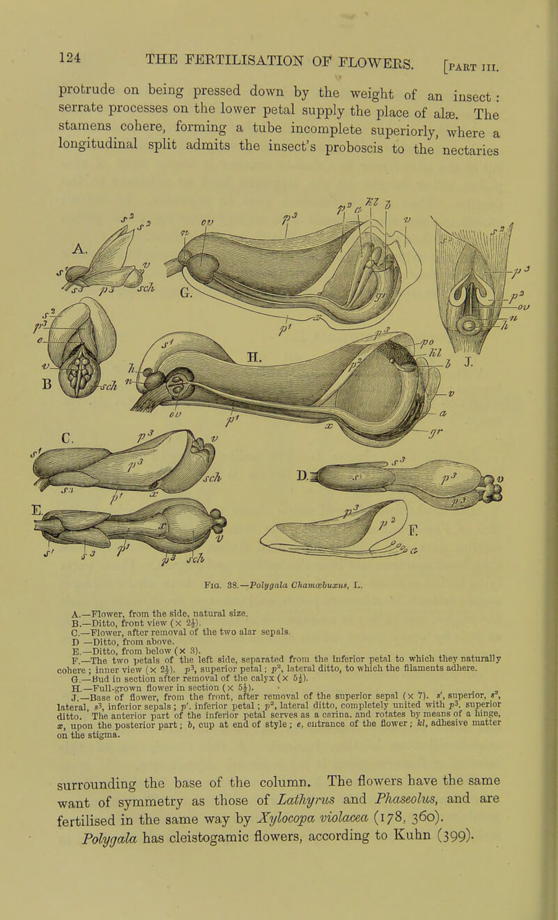 protrude on being pressed down by the weight of an insect : serrate processes on the lower petal supply the place of alae. The stamens cohere, forming a tube incomplete superiorly, where a longitudinal split admits the insect's proboscis to the'nectaries Fig. 38.—Poly gala Chamaibuxns, L. A. —Flower, from the side, natural size. B. —Ditto, front view ( x 2£). C. —Flower, after removal of the two alar sepals. D —Ditto, from above. B.—Ditto, from below (x 3). ■p. The two petals of the left side, separated from the Inferior petal to which they naturally cohere ; inner view (x j>3, superior petal; p2, lateral ditto, to which the filaments adhere. G. —Bud in section after removal of the calyx (x 5^). H. —Full-grown flower in section (x 5.J). J.—Base of flower, from the front, after removal of the superior sepal (x 7). «', superior, «2, lateral, s3, inferior sepals; p'. inferior petal; p2, lateral ditto, completely united with p3, superior ditto. The anterior part of the inferior petal serves as a carina, and rotates by means of a hinge, x, upon the posterior part; b, cup at end of style ; e, entrance of the flower; kl, adhesive matter on the stigma. surrounding the base of the column. The flowers have the same want of symmetry as those of Lathyms and Phaseolus, and are fertilised in the same way by Xylocopa violacca (178, 360). Polygala has cleistogamic flowers, according to Kuhn (399).