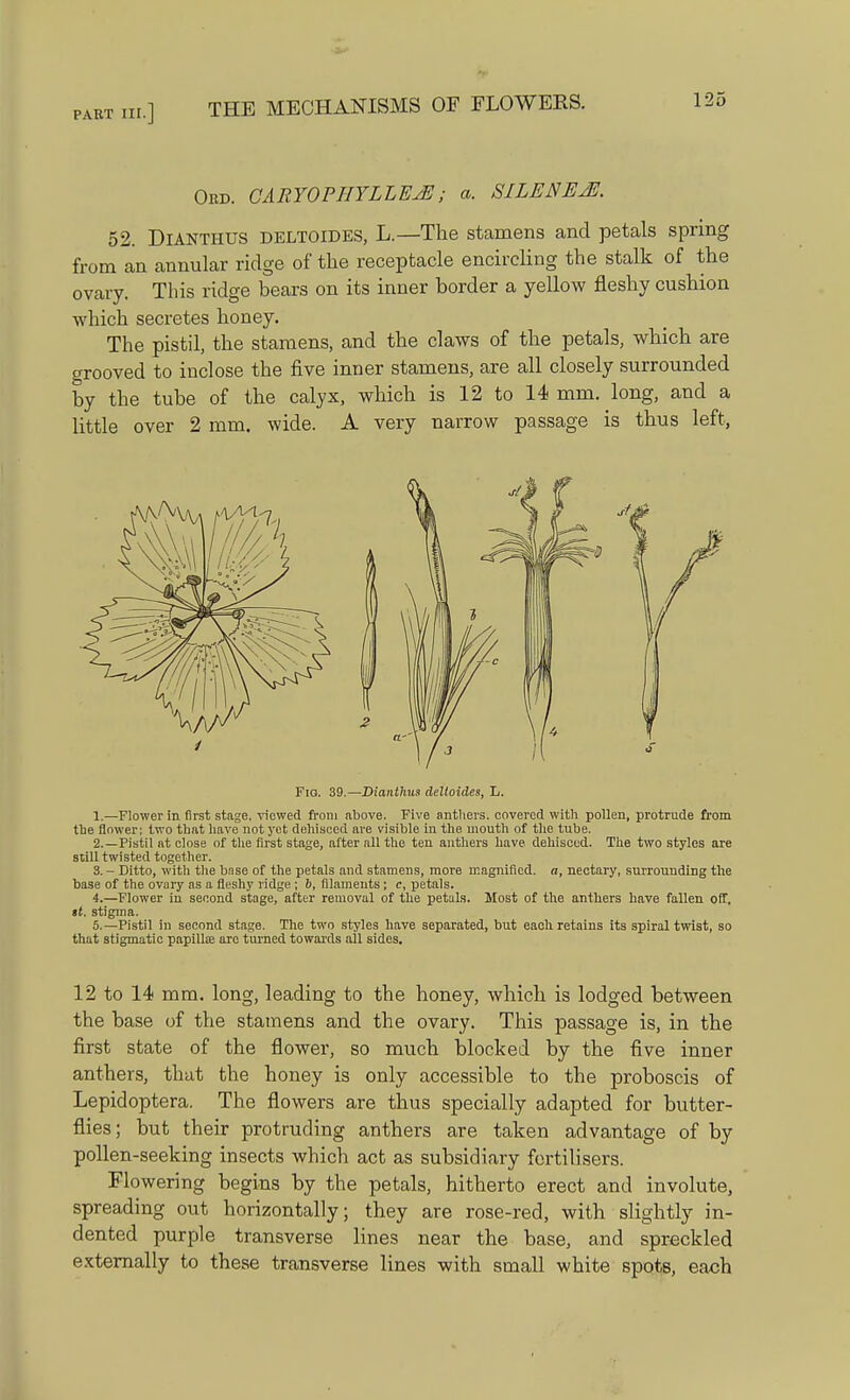 Obd. CARYOPHYLLEjE; a. S1LENEJE. 52. DlANTHUS deltoides, L.—The stamens and petals spring from an annular ridge of the receptacle encircling the stalk of the ovary. This ridge bears on its inner border a yellow fleshy cushion which secretes honey. The pistil, the stamens, and the claws of the petals, which are grooved to inclose the five inner stamens, are all closely surrounded by the tube of the calyx, which is 12 to 14 mm. long, and a little over 2 mm. wide. A very narrow passage is thus left, Fia. 39.—Dianllms delloides, L. 1. —Flower in first stage, viewed from above. Five anthers, covered with pollen, protrude from the flower; two that have not yet dehisced are visible in the mouth of the tube. 2. —Pistil at close of the first stage, after all the ten anthers have dehisced. The two styles are still twisted together. 3. - Ditto, with the bnse of the petals and stamens, more magnified, a, nectary, surrounding the base of the ovary as a fleshy ridge ; b, filaments ; c, petals. 4. —Flower in second stage, after removal of the petals. Most of the anthers have fallen off. it. stigma. 5. —Pistil in second stage. The two styles have separated, but each retains its spiral twist, so that 8tigmatic papillse are turned towards ail sides. 12 to 14 mm. long, leading to the honey, which is lodged between the base of the stamens and the ovary. This passage is, in the first state of the flower, so much blocked by the five inner anthers, that the honey is only accessible to the proboscis of Lepidoptera. The flowers are thus specially adapted for butter- flies; but their protruding anthers are taken advantage of by pollen-seeking insects which act as subsidiary fertilisers. Flowering begins by the petals, hitherto erect and involute, spreading out horizontally; they are rose-red, with slightly in- dented purple transverse lines near the base, and spreckled externally to these transverse lines with small white spots, each