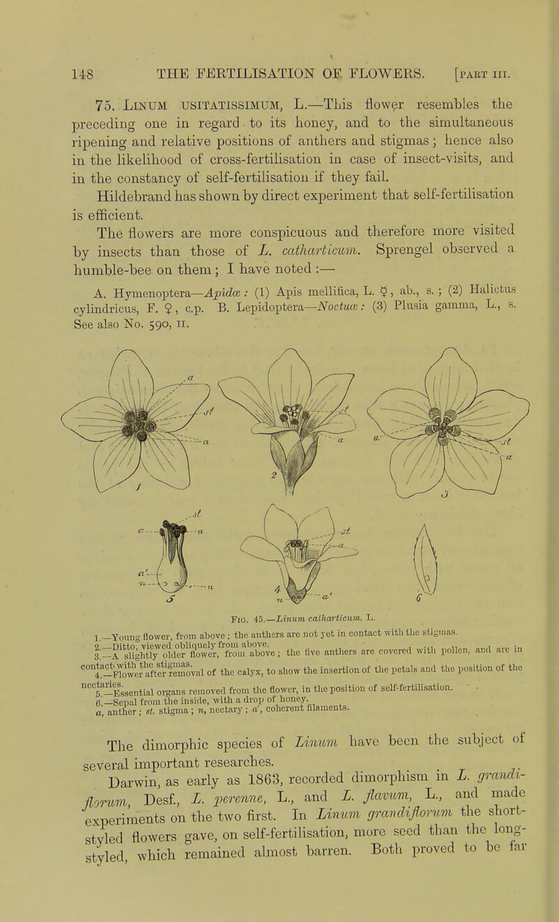 75. Lin um usitatissimum, L.—This flower resembles the preceding one in regard to its honey, and to the simultaneous ripening and relative positions of anthers and stigmas ; hence also in the likelihood of cross-fertilisation in case of insect-visits, and in the constancy of self-fertilisation if they fail. Hildebrand has shown by direct experiment that self-fertilisation is efficient. The flowers are more conspicuous and therefore more visited by insects than those of L. catharticmn. Sprengel observed a humble-bee on them ; I have noted :— A. Hyuienoptera—Apidoa: (1) Apis mellifica, L. $, ab., s. ; (2) Halictus cylindricus, F. $, c.p. B. Lepidoptera—Noctuce: (3) Plusia gamma, L., s. See also No. 590, II. Flo. 45.—Linum calharticum, L. 1 _Youn- flower from above; the anthers are not yet in contact with the stigmas. f^^rt^&X^ove; the five anthers are covered with pollen, and are in ^StowefaftlrSVal of the calyx, to show the insertion of the petals and the position of the Be°5aBssential organs removed from the flower, in the position of self-fertilisation. 6 —Sepal from the inside, with a drop of honey, a, anther ; st. stigma; n, nectary ; a', coherent filaments. The dimorphic species of Linum have been the subject of several important researches. Darwin, as early as 1863, recorded dimorphism in L. grandt- florum Desf., L. perenne, L., and L. flamm, L., and made experiments on the two first. In Linum rjravdiflorum the short- styled flowers gave, on self-fertilisation, more seed than the long- styled which remained almost barren. Both proved to be far