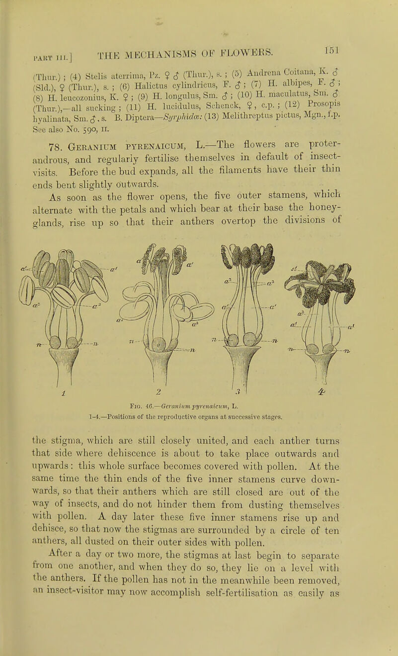 (Thur.); (4) Stella atexrima, Pz. ? 6 (Tlmr.), 8. ; (5) Andrena Coitana, K. 6 (Sid.), ? (Thur.), s. ; (6) Halictus cylindricus, F. «J; (7) H. albipes , JJ. <J; (8) H. leucozonius, K. ? ; (9) H. longulus, Sm. £ ; (10) H. maculatus Sm. <? Thur.)-all sucking; (11) H. lucidulus, Sehenck, ?, cp. ; (12) Prosopis hyalinata, Sm. £, s. B. Diptera—Syrphida: (13) Melithreptus pictus, Mgn., t.p. See also No. 590, ir. 78. Geranium pyrenaicum, L—The flowers are proter- androns, and regularly fertilise themselves in default of insect- visits. Before the bud expands, all the filaments have their thin ends bent slightly outwards. As soon as the flower opens, the five outer stamens, which alternate with the petals and which bear at their base the honey- glands, rise up so that their anthers overtop the divisions of Fig. 40.—Geranium pyrenaicum, L. 1-4.—Positions of the reproductive organs at successive stages. the stigma, which are still closely united, and each anther turns that side where dehiscence is about to take place outwards and upwards : this whole surface becomes covered with pollen. At the same time the thin ends of the five inner stamens curve down- wards, so that their anthers which are still closed are out of the way of insects, and do not hinder them from, dusting themselves with pollen. A day later these five inner stamens rise up and dehisce, so that now the stigmas are surrounded by a circle of ten anthers, all dusted on their outer sides with pollen. After a day or two more, the stigmas at last begin to separate from one another, and when they do so, they lie on a level with the anthers. If the pollen has not in the meanwhile been removed, an msect-visitor may now accomplish self-fertilisation as easily as
