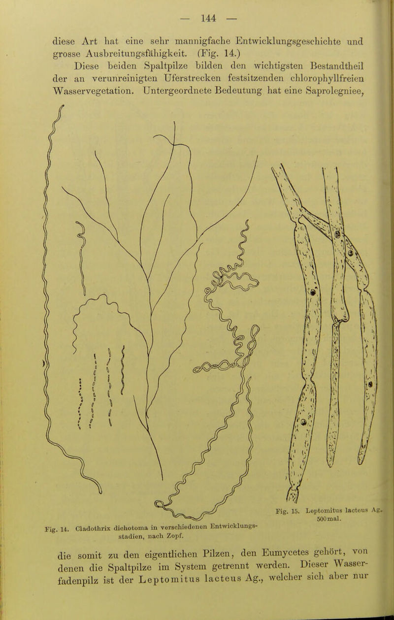 diese Art hat eine sehr mannigfache Entwicklungsgeschichte und grosse Ausbreitungsfähigkeit. (Fig. 14.) Diese beiden Spaltpilze bilden den wichtigsten Bestandtheil der an verunreinigten Uferstrecken festsitzenden chlorophyllfreien Wasservegetation. Untergeordnete Bedeutung hat eine Saprolegniee, Fig. 14. Cladothrix dichotoma in verschiedenen Entwicklungs- stadien, nach Zopf. die somit zu den eigentlichen Pilzen, den Eumycetes gehört, von denen die Spaltpilze im System getrennt werden. Dieser Wasser- fadenpilz ist der Leptomitus lacteus Ag., welcher sich aber nur