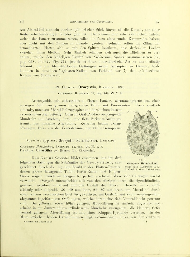 Am Al)()ral-Pol sitzt eiii starker cyliiulrisclier Stiel, lano-er als die Kapsel, aiis eiiier Eeihe selieiberiformip'er Glieder o-ebildet. Die kleiiieii mid selir zalih-eiclieii Tafehi, welclie den Panzer zusammensetzen, sollen die Form eines runden Kammrades liaben, aber niclit mit den Zahnen in einandei- greifen; vielmebr sollen die Zaline der beiiachl)arten Flatten sicli so mit den Spitzen beriihren, dass dreieckige Loclier zwisclien ihnen Ijleiben. Selir aindieli scheinen sicli aueli die Tiifelchen zu ver- halten, welelie den kugeligen Fanzer yon Cijclocrinus Spaski zusammensetzen (17, pag. ()38, Fl. 32, Fig. 21); jedocli ist diese unter-silurische Art zu nnvollstandig bekannt, um die Tdentitat beider Gattungen siclier beliaupten zu konnen; beide kommen in denselben Vaginaten-Kalken von listldand voi- dc^n ,,(Velocrinus- Kalken von Mounalass. F). Genus: Orocystis, Bakkaxdk, 1887. Orocijstites, Barrande, 12, pag. 168, PI. 7, 8. Aristocjstida mit subreguliirem Flatten-Fanzer, zusainmengesetzt aus einer massigen Zalil ^'on grossen hexagonalen Fafeln mit Forenrauten. Theca rundlieli eiformig, unten am Aboral-Pol zugcspitzt und dureli einen kurzen excentriselien Stiel befestigt. Oben am Oral-Pol das vorspringende Mundrohr und daneben, durcli eine tiefe Peristom-Buclit ge- trennt, das konisclie After-Eohr. Zwisclien beiden Darm- oti'nungen, links von der \ entral-Linie, der kleine Gonoporus. Species typica: Orocystis Helmhackeri, IJAiuiAxuK. Oroeystites HeJmhaeleri^ Barrande, 12, pag. 170, PI. 7, 8. Fundort: Uiiter-Silur von Bohmen (d 4, Chrustenitz). Das Genus Orocystis bildet zusammen mit den drei folgenden Gattungen die Subfamilie der () r o cy sti den, aus- gezeiclmet durcli die regulare Struktur des Flatten-Panzers, dessen grosse liexagonale Tafeln Foren-Rauten und Rippen- Steriie zeigeii. Aucli im iilirigen Kcirperbau ersclieinen diese vier Gattungen naclist verwandt. Orocijstis untersclieidet sicli von den iibrigen durcli die eigentliiimliclie, gcAvissen Ascidien autt'allend almliclie Gestalt der Tlieca. Dieselbe ist rundlieli eiformig oder ellipsoid, 30—40 mm lang, 24—27 mm breit, am Aboral-Pol dureli einen kurzen excentriselien Stiel festgewachsen, am (Jral-l^)l mit zwei ^■orspringenden, abgestutzt kegelfo'rmigen Oeffnungen, webdie durcli eine tiefe A eiitral-ljuclit getrennt sind. Die grossere, etwas holier gelegeiie Mundotfnung ist einfacli, abgestutzt und sclieint in ein diinuwandiges cylindrisclies IVJundrohr auszugelien; die kleiiiere, tiefer ventral gelegeiie Afteroftiiuiig ist mit einer Klappen-Pyraiiiide verselien. In der Alitte zwisclien ])eiden Darmoftiiuuo'eii lieot asvmnietriscli, links von der Acntralen Fostsckrift fiir G o jjonbaur. 8 Fig. 4. Orocystis Helmhackeri. Coi>ie iiaeh Bakkande (1. c). 2 Munil, 1 After, '■> GoQoporus.