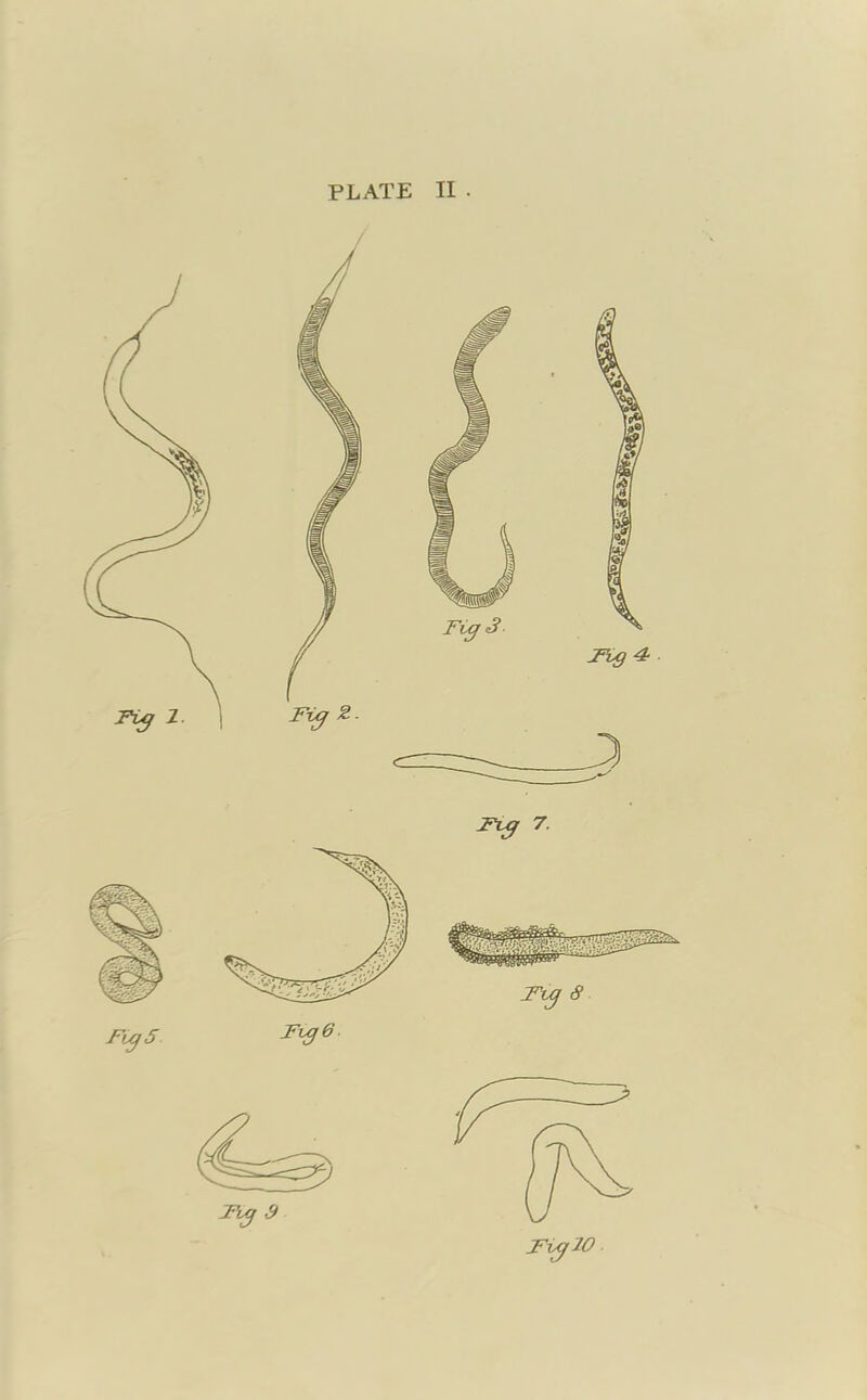 PLATE II • FTAjflO