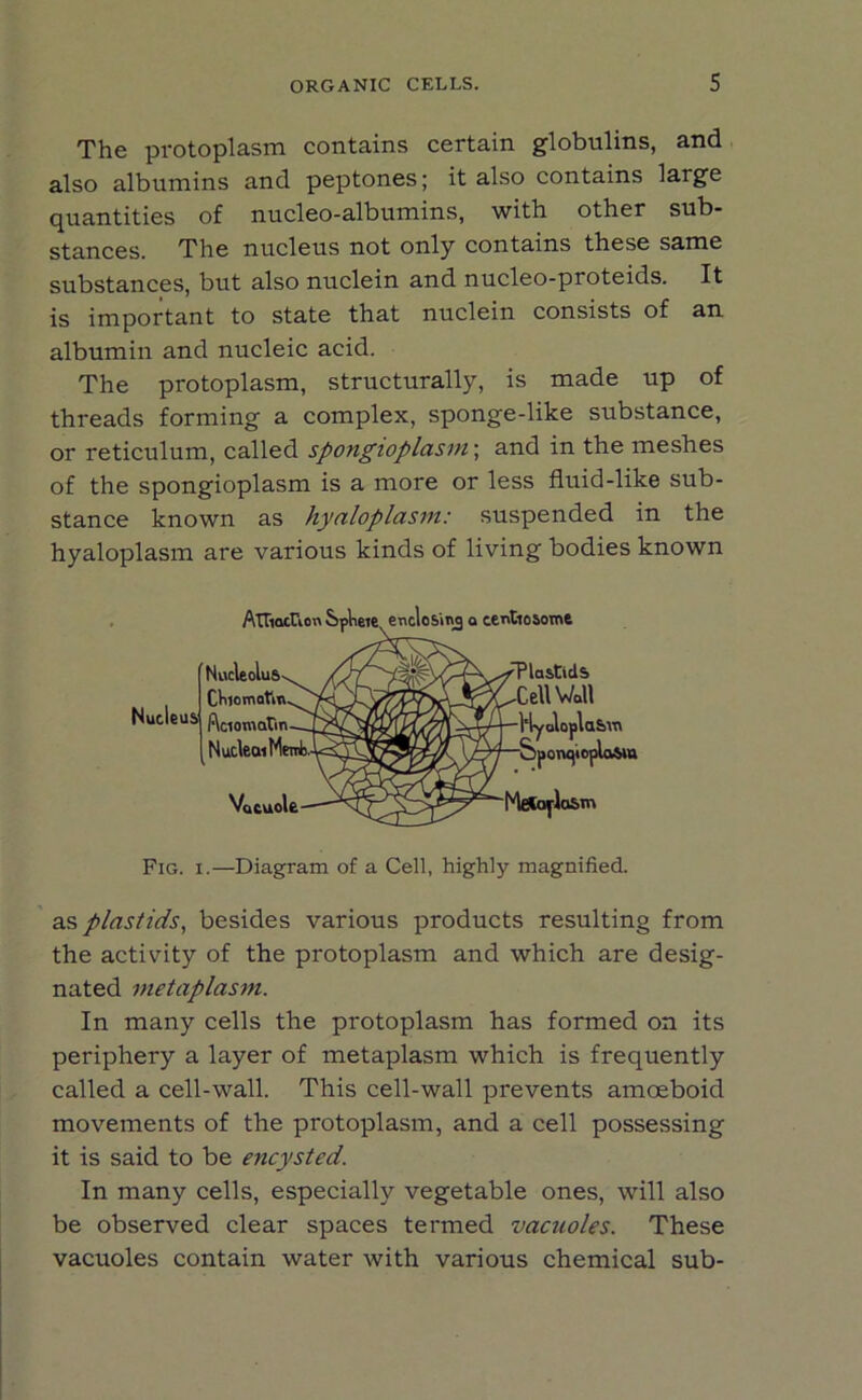 The protoplasm contains certain globulins, and also albumins and peptones; it also contains large quantities of nucleo-albumins, with other sub- stances. The nucleus not only contains these same substances, but also nuclein and nucleo-proteids. It is important to state that nuclein consists of an albumin and nucleic acid. The protoplasm, structurally, is made up of threads forming a complex, sponge-like substance, or reticulum, called spongioplasm\ and in the meshes of the spongioplasm is a more or less fluid-like sub- stance known as hyaloplasm: suspended in the hyaloplasm are various kinds of living bodies known AtTmcUon Sphere enclosing a centiosome Nucleus Nucleolus Chiomafm Aciamatin Nucleai Merck. Vacuole TlastidS .Cell Wall Hyaloplasm SporupoplaSin Mfitajlasn Fig. i.—Diagram of a Cell, highly magnified. as plastids, besides various products resulting from the activity of the protoplasm and which are desig- nated metaplasm. In many cells the protoplasm has formed on its periphery a layer of metaplasm which is frequently called a cell-wall. This cell-wall prevents amoeboid movements of the protoplasm, and a cell possessing it is said to be encysted. In many cells, especially vegetable ones, will also be observed clear spaces termed vacuoles. These vacuoles contain water with various chemical sub-