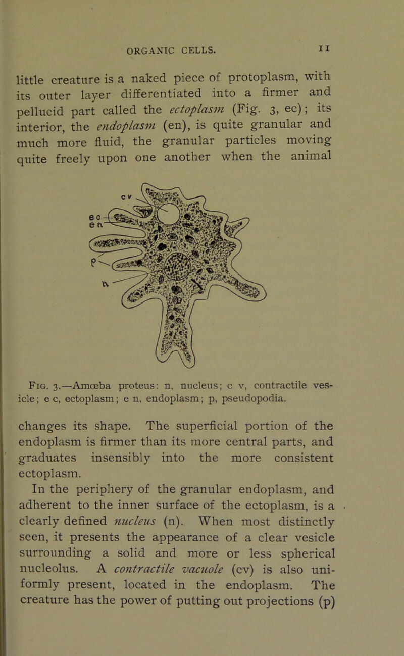 little creature is a naked piece of protoplasm, with its outer layer differentiated into a fimier and pellucid part called the ectoplasm (Fig. 3, ec); its interior, the endoplasm (en), is quite granular and much more fluid, the granular particles moving quite freely upon one another when the animal Fig. 3.—Amoeba proteus: n, nucleus; c v, contractile ves- icle ; e c, ectoplasm; e n, endoplasm; p, pseudopodia. changes its shape. The superficial portion of the endoplasm is firmer than its more central parts, and graduates insensibly into the more consistent ectoplasm. In the periphery of the granular endoplasm, and adherent to the inner surface of the ectoplasm, is a clearly defined nucleus (n). When most distinctly seen, it presents the appearance of a clear vesicle surrounding a solid and more or less spherical nucleolus. A contractile vacuole (cv) is also uni- formly present, located in the endoplasm. The creature has the power of putting out projections (p)