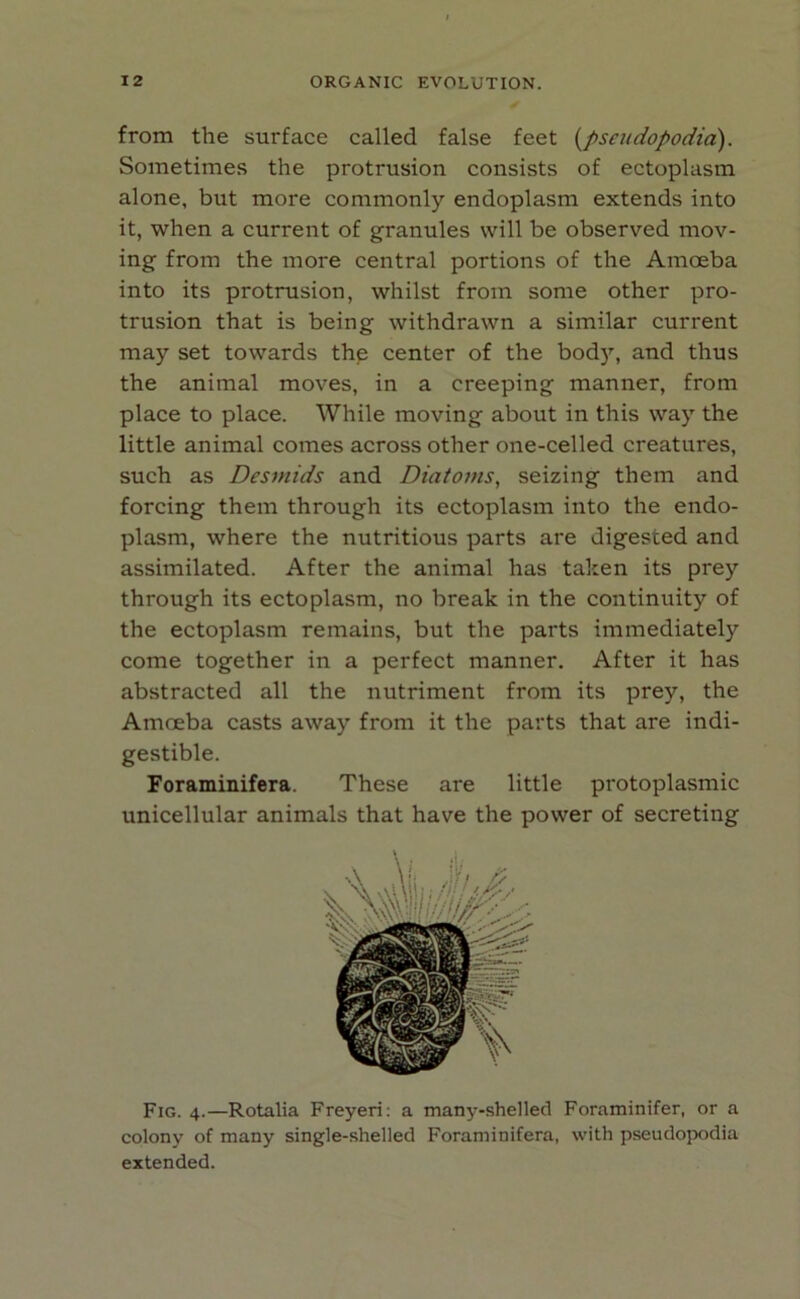 from tlie surface called false feet (pseudopodia). Sometimes the protrusion consists of ectoplasm alone, but more commonly endoplasm extends into it, when a current of granules will be observed mov- ing from the more central portions of the Amoeba into its protrusion, whilst from some other pro- trusion that is being withdrawn a similar current may set towards the center of the body, and thus the animal moves, in a creeping manner, from place to place. While moving about in this way the little animal comes across other one-celled creatures, such as Desmids and Diatoms, seizing them and forcing them through its ectoplasm into the endo- plasm, where the nutritious parts are digested and assimilated. After the animal has taken its prey through its ectoplasm, no break in the continuity of the ectoplasm remains, but the parts immediately come together in a perfect manner. After it has abstracted all the nutriment from its prey, the Amoeba casts away from it the parts that are indi- gestible. Foraminifera. These are little protoplasmic unicellular animals that have the power of secreting Fig. 4.—Rotalia Freyeri: a many-shelled Foraminifer, or a colony of many single-shelled Foraminifera, with pseudopodia extended.