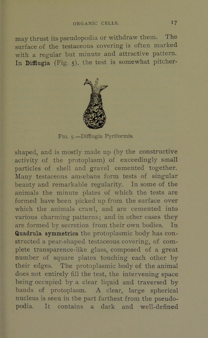 may thrust its pseudopodia or withdraw them. I he surface of the testaceous covering is often marked with a regular hut minute and attractive pattern. In Difllugia (Fig. 5), the test is somewhat pitcher- Fig. 5.—Difflugia Pyriformis. shaped, and is mostly made up (by the constructive activity of the protoplasm) of exceedingly small particles of shell and gravel cemented together. Many testaceous amoebans form tests of singular beauty and remarkable regularity. In some of the animals the minute plates of which the tests are formed have been picked up from the surface over which the animals crawl, and are cemented into various charming patterns; and in other cases they are formed by secretion from their own bodies. In Quadrula symmetrica the protoplasmic body has con- structed a pear-shaped testaceous covering, of com- plete transparence-like glass, composed of a great number of square plates touching each other by their edges. The protoplasmic body of the animal does not entirely fill the test, the intervening space being occupied by a clear liquid and traversed by bands of protoplasm. A clear, large spherical nucleus is seen in the part farthest from the pseudo- podia. It contains a dark and well-defined