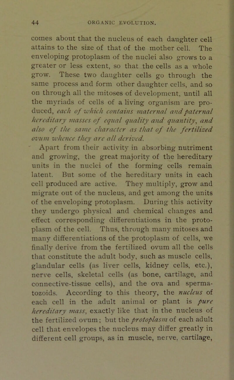 comes about that the nucleus of each daughter cell attains to the size of that of the mother cell. The enveloping protoplasm of the nuclei also grows to a greater or less extent, so that the cells as a whole grow. These two daughter cells go through the same process and form other daughter cells, and so on through all the mitoses of development, until all the myriads of cells of a living organism are pro- duced, each of which contains maternal and paternal hereditary masses of equal quality and quantity, and also of the same character as that of the fertilized ovum whence they arc all derived. Apart from their activity in absorbing nutriment and growing, the great majority of the hereditary units in the nuclei of the forming cells remain latent. But some of the hereditary units in each cell produced are active. They multiply, grow and migrate out of the nucleus, and get among the units of the enveloping protoplasm. During this activity they undergo physical and chemical changes and effect corresponding differentiations in the proto- plasm of the cell. Thus, through many mitoses and many differentiations of the protoplasm of cells, we finally derive from the fertilized ovum all the cells that constitute the adult body, such as muscle cells, glandular cells (as liver cells, kidney cells, etc.), nerve cells, skeletal cells (as bone, cartilage, and connective-tissue cells), and the ova and sperma- tozoids. According to this theory, the nucleus of each cell in the adult animal or plant is pure hereditary mass, exactly like that in the nucleus of the fertilized ovum; but the protoplasm of each adult cell that envelopes the nucleus may differ greatly in different cell groups, as in muscle, nerve, cartilage,