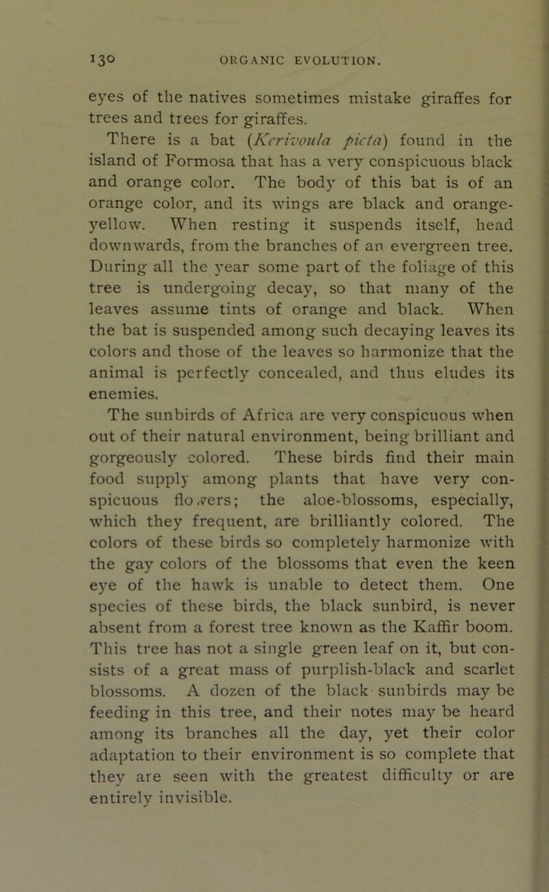 eyes of the natives sometimes mistake giraffes for trees and trees for giraffes. There is a bat (Kcrivoula picta) found in the island of Formosa that has a very conspicuous black and orange color. The body of this bat is of an orange color, and its wings are black and orange- yellow. When resting it suspends itself, head downwards, from the branches of an evergreen tree. During all the year some part of the foliage of this tree is undergoing decay, so that many of the leaves assume tints of orange and black. When the bat is suspended among such decaying leaves its colors and those of the leaves so harmonize that the animal is perfectly concealed, and thus eludes its enemies. The sunbirds of Africa are very conspicuous when out of their natural environment, being brilliant and gorgeously colored. These birds find their main food supply among plants that have very con- spicuous flowers; the aloe-blossoms, especially, which they frequent, are brilliantly colored. The colors of these birds so completely harmonize with the gay colors of the blossoms that even the keen eye of the hawk is unable to detect them. One species of these birds, the black sunbird, is never absent from a forest tree known as the Kaffir boom. This tree has not a single green leaf on it, but con- sists of a great mass of purplish-black and scarlet blossoms. A dozen of the black sunbirds maybe feeding in this tree, and their notes may be heard among its branches all the day, yet their color adaptation to their environment is so complete that they are seen with the greatest difficulty or are entirely invisible.