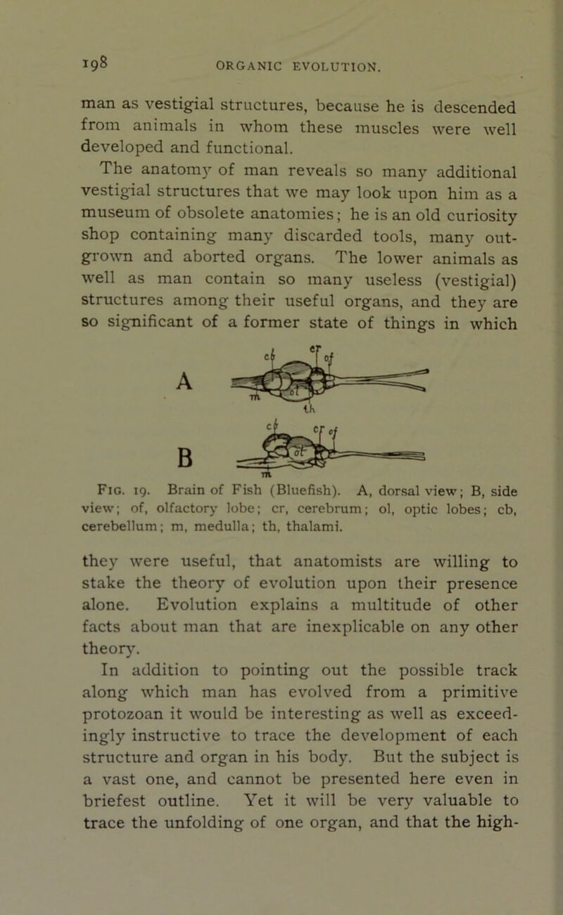 man as vestigial structures, because he is descended from animals in whom these muscles were well developed and functional. The anatom}’- of man reveals so many additional vestigial structures that we may look upon him as a museum of obsolete anatomies; he is an old curiosity shop containing many discarded tools, many out- grown and aborted organs. The lower animals as well as man contain so many useless (vestigial) structures among their useful organs, and they are so significant of a former state of things in which Fig. 19. Brain of Fish (Bluefish). A, dorsal view; B, side view; of, olfactory lobe; cr, cerebrum; ol, optic lobes; cb, cerebellum; m, medulla; th, thalami. they were useful, that anatomists are willing to stake the theory of evolution upon their presence alone. Evolution explains a multitude of other facts about man that are inexplicable on any other theory. In addition to pointing out the possible track along which man has evolved from a primitive protozoan it would be interesting as well as exceed- ingly instructive to trace the development of each structure and organ in his body. But the subject is a vast one, and cannot be presented here even in briefest outline. Yet it will be very valuable to trace the unfolding of one organ, and that the high- A B m