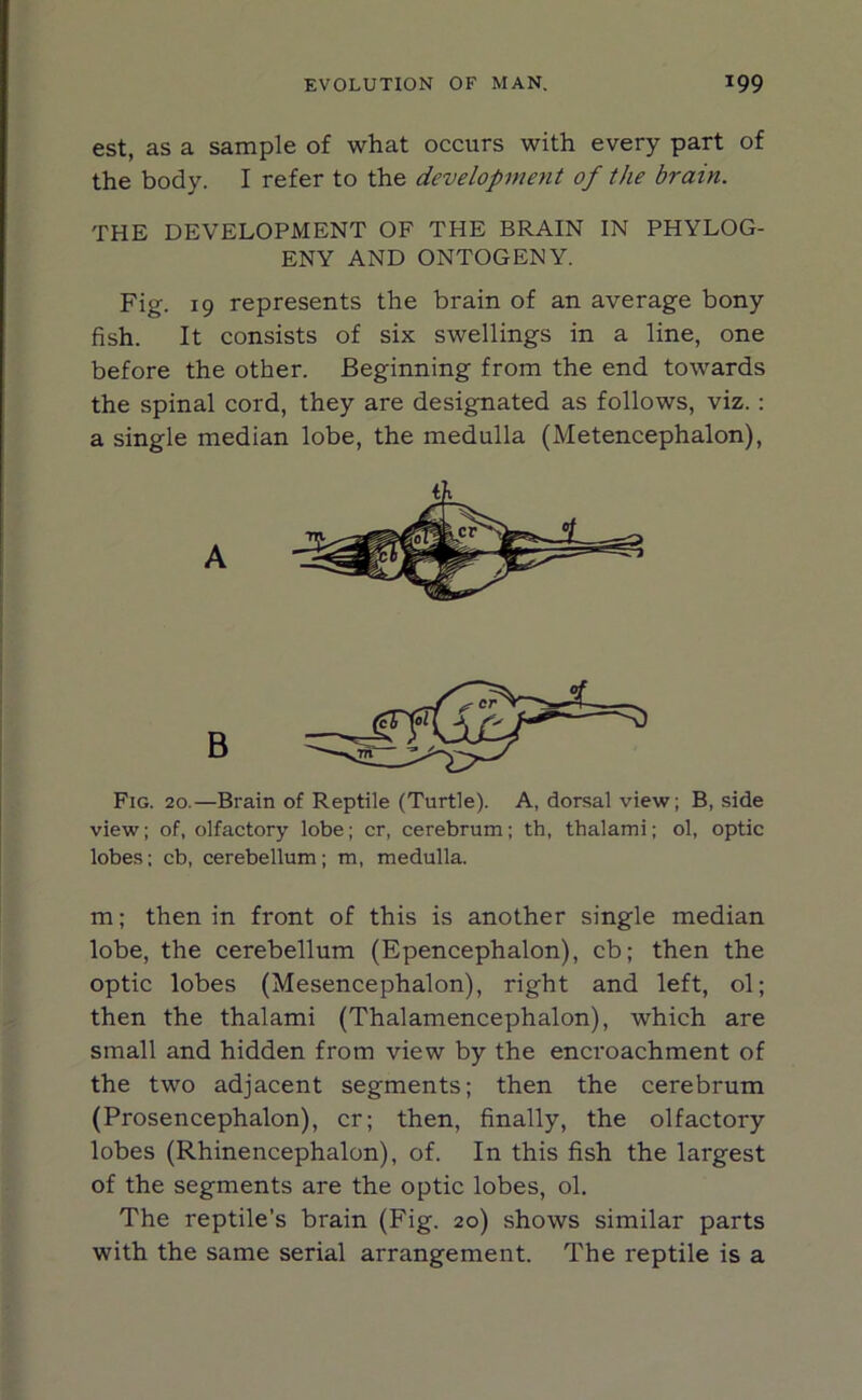 est, as a sample of what occurs with every part of the body. I refer to the development of the brain. THE DEVELOPMENT OF THE BRAIN IN PHYLOG- ENY AND ONTOGENY. Fig. 19 represents the brain of an average bony fish. It consists of six swellings in a line, one before the other. Beginning from the end towards the spinal cord, they are designated as follows, viz.: a single median lobe, the medulla (Metencephalon), A B Fig. 20.—Brain of Reptile (Turtle). A, dorsal view; B, side view; of, olfactory lobe; cr, cerebrum; th, thalami; ol, optic lobes; cb, cerebellum; m, medulla. m; then in front of this is another single median lobe, the cerebellum (Epencephalon), cb; then the optic lobes (Mesencephalon), right and left, ol; then the thalami (Thalamencephalon), which are small and hidden from view by the encroachment of the two adjacent segments; then the cerebrum (Prosencephalon), cr; then, finally, the olfactory lobes (Rhinencephalon), of. In this fish the largest of the segments are the optic lobes, ol. The reptile’s brain (Fig. 20) shows similar parts with the same serial arrangement. The reptile is a