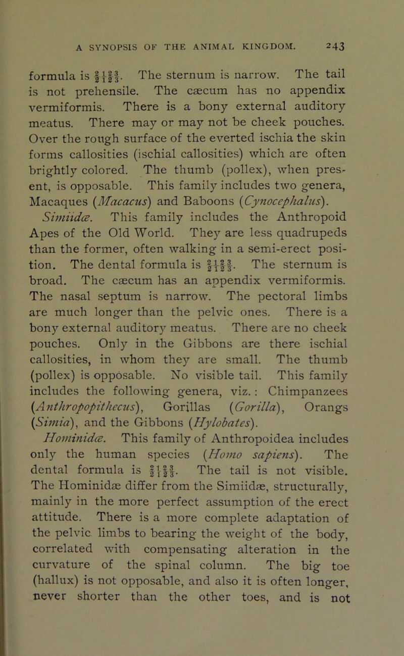 formula is ffit- The sternum is narrow. The tail is not prehensile. The caecum has no appendix vermiformis. There is a bony external auditory meatus. There may or may not be cheek pouches. Over the rough surface of the everted ischia the skin forms callosities (ischial callosities) which are often brightly colored. The thumb (pollex), when pres- ent, is opposable. This family includes two genera, Macaques (Macacus) and Baboons (Cynocephalus). Simiidce. This family includes the Anthropoid Apes of the Old World. They are less quadrupeds than the former, often walking in a semi-erect posi- tion. The dental formula is ||||. The sternum is broad. The caecum has an appendix vermiformis. The nasal septum is narrow. The pectoral limbs are much longer than the pelvic ones. There is a bony external auditory meatus. There are no cheek pouches. Only in the Gibbons are there ischial callosities, in whom they are small. The thumb (pollex) is opposable. No visible tail. This family includes the following genera, viz.: Chimpanzees (A nthropopithecus), Gorillas (Gorilla), Orangs (Simm), and the Gibbons (Hylobates). Horninidce. This family of Anthropoidea includes only the human species (Homo sapiens). The dental formula is §}f§. The tail is not visible. The Hominidae differ from the Simiidse, structurally, mainly in the more perfect assumption of the erect attitude. There is a more complete adaptation of the pelvic limbs to bearing the weight of the body, correlated with compensating alteration in the curvature of the spinal column. The big toe (hallux) is not opposable, and also it is often longer, never shorter than the other toes, and is not