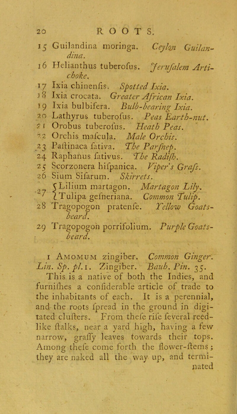 15 Guilandina moringa. Ceyloji Guilcin- dina. 16 Helianthus tuberofus. Teru Salem Arti- choke. 17 Ixia chinenfis. Spotted Ixia. Ixiacrocata. Greater African Ixia. 19 Ixia bulbifera. Bulb-bearing Ixia. 20 Lathyrus tuberofus. Peas Earth-nut. 2 1 Orobus tuberofus. Heath Peas. '.2 Orchis mafcula. Male Orchis. 23 Pallinaca fativa. The Parfnep. 24 Raphanus fativus. The Radifh. 25 Scorzonera hifpanica. Viper s Grafs. 26 Si um Si far urn. Skirrets. C Lil ium martagon. Mart agon Lily. 1 \ Tulipa gefneriana. Common Tulip. 28 Tragopogon pratenfe. Yellow Goats- beard. 29 Tragopogon porrifolium. PurpleGoats- beard. * % 1 Amomum zingiber. Common Ginger. Lin. Sp.pl. 1. Zingiber. Bank. Pm. 35. This is a native of both the Indies, and furnifhes a coniiderable article of trade to the inhabitants of each. It is a perennial, and the roots fpread in the ground in digi- tated clutters. From thefe rife feveral reed- like ttalks, near a yard high, having a few narrow, graffy leaves towards their tops. Among thefe come forth the flower-ttems; they are naked all the way up, and termi- nated