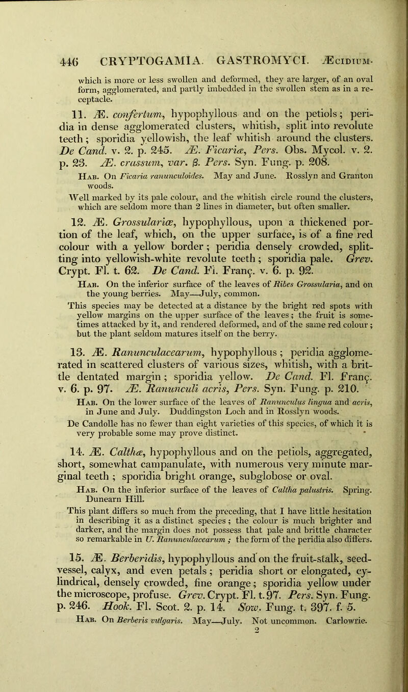 which is more or less swollen and deformed, they are larger, of an oval form, agglomerated, and partly imbedded in the swollen stem as in a re- ceptacle. 11. M. cwifertum, bypophyllous and on the petiols; peri- dia in dense agglomerated clusters, whitish, split into revolute teeth; sporidia yellowish, the leaf whitish around the clusters. De Cand. v. 2. p. 245. JE. Ficarice, Pcrs. Ohs. Mycol. v. 2. p. 23. JE. crassum, var. (3. Pcrs. Syn. Fung. p. 208. Hab. On Ficaria ranunculoides. May and June. Rosslyn and Granton woods. Well marked by its pale colour, and the whitish circle round the clusters, which are seldom more than 2 lines in diameter, but often smaller. 12. JE. Grossularice, hypophyllous, upon a thickened por- tion of the leaf, which, on the upper surface, is of a fine red colour with a yellow border; peridia densely crowded, split- ting into yellowish-white revolute teeth ; sporidia pale. Grev. Crypt. FI. t. 62. De Cand. Fi. Fran^. v. 6. p. 92. Hab. On the inferior surface of the leaves of Ribes Grossularia, and on the young berries. May—July, common. This species may be detected at a distance by the bright red spots with yellow margins on the upper surface of the leaves; the fruit is some- times attacked by it, and rendered deformed, and of the same red colour; but the plant seldom matures itself on the berry. 13. JE. Ranunculacearum, hypophyllous ; peridia agglome- rated in scattered clusters of various sizes, whitish, with a brit- tle dentated margin ; sporidia yellow. De Cand. FI. Fran 9. v. 6. p. 97. JE. Ranunculi acris, Pers. Syn. Fung. p. 210. Hab. On the lower surface of the leaves of Ranunculus lingua and acris, in June and July. Duddingston Loch and in Rosslyn woods. De Candolle has no fewer than eight varieties of this species, of which it is very probable some may prove distinct. 14. JE. Caltha:, hypophyllous and on the petiols, aggregated, short, somewhat campanulate, with numerous very minute mar- ginal teeth ; sporidia bright orange, subglobose or oval. Hab. On the inferior surface of the leaves of Caltha palustris. Spring. Dunearn Hill. This plant differs so much from the preceding, that I have little hesitation in describing it as a distinct species; the colour is much brighter and darker, and the margin does not possess that pale and brittle character so remarkable in U. Ranunculacearum ; the form of the peridia also differs. 15. JE, Berberidis, hypophyllous and on the fruit-stalk, seed- vessel, calyx, and even petals; peridia short or elongated, cy- lindrical, densely crowded, fine orange; sporidia yellow under the microscope, profuse. Grev. Crypt. FI. t. 97. Pcrs. Syn. Fung, p. 246. Hook. FI. Scot. 2. p. 14. Sow. Fung. t. 397. f. 5. Hab. On Berberis vitlgaris. May—July. Not uncommon. Carlowrie.