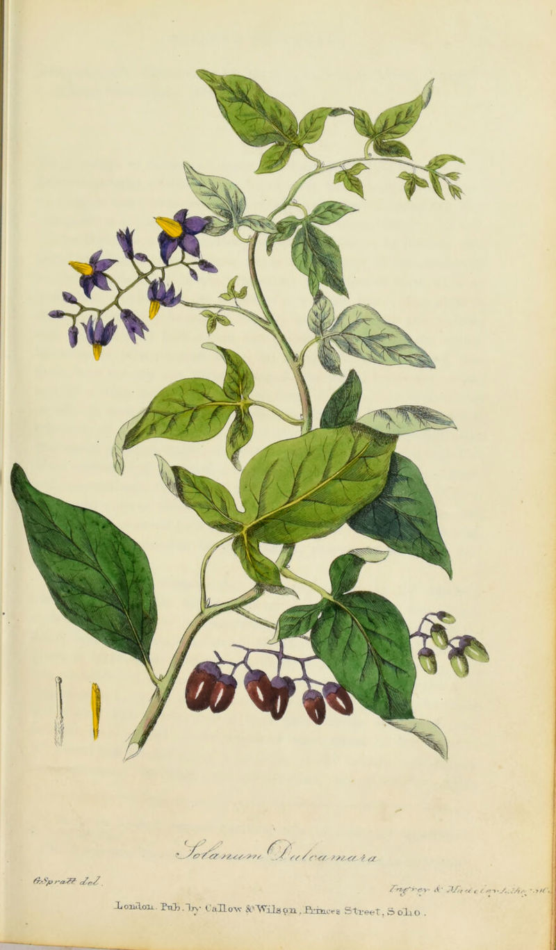 0\ < /S ^ .-/<? /*?'>£ ./ /(■'</ ?/?.& f ,/ London. TttJj.Its- lalow ^Wilapn,fmofs Street. S olio .