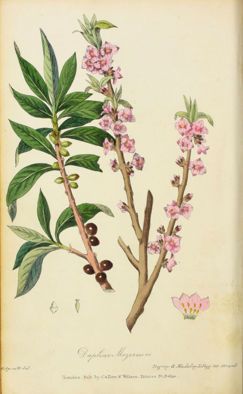 ^ s/ // / // r • 4 ^7tf'r~c-y' & -1/a.tZefry'-ZiTfStf’g-•‘HO- tfS-r-et '>-& Kt^ '<* 7? r7^/ 1 oii.lou . PtJj . Ijv Callow &’ Wildoix. Princcs Si.P oIlo .