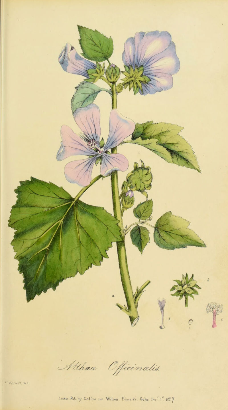 ’ *Sf-rttt. ././ I.oxdon. PuJ>. (jy Cdffoiw orvJ Wilson lit &1.I10 I