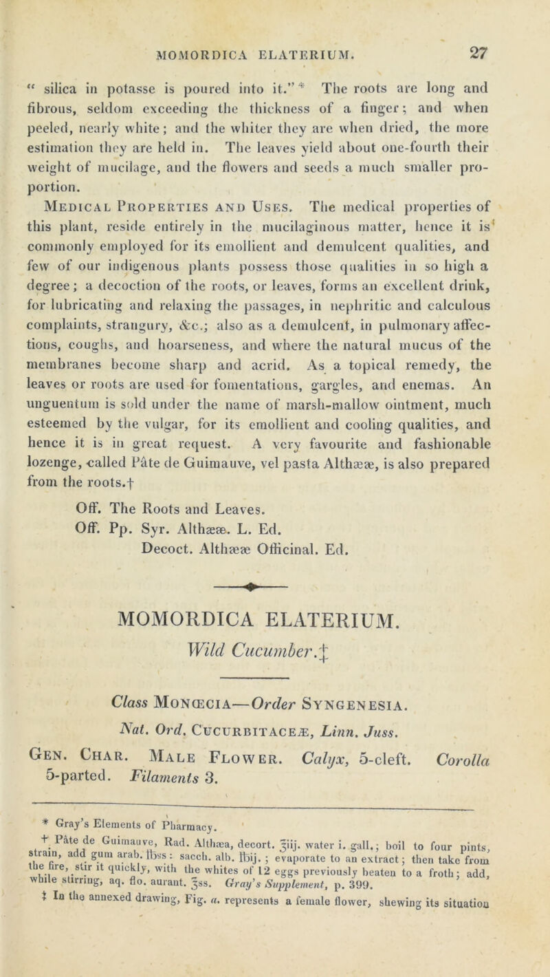 “ silica in potasse is poured into it.”4 The roots are long and fibrous, seldom exceeding the thickness of a finger; and when peeled, nearly white; and the whiter they are when dried, the more estimation they are held in. The leaves yield about one-fourth their weight of mucilage, and the flowers and seeds a much smaller pro- portion. Medical Properties and Uses. The medical properties of this plant, reside entirely in the mucilaginous matter, hence it is1 commonly employed for its emollient and demulcent qualities, and few of our indigenous plants possess those qualities in so high a degree; a decoction of the roots, or leaves, forms an excellent drink, for lubricating and relaxing the passages, in nephritic and calculous complaints, strangury, &c.; also as a demulcent, in pulmonary affec- tions, coughs, and hoarseness, and where the natural mucus of the membranes become sharp and acrid. As a topical remedy, the leaves or roots are used for fomentations, gargles, and enemas. An unguentum is sold under the name of marsh-mallow ointment, much esteemed by the vulgar, for its emollient and cooling qualities, and hence it is in great request. A very favourite and fashionable lozenge, called Pate de Guimauve, vel pasta Althseae, is also prepared from the roots.f Off. The Roots and Leaves. Off. Pp. Syr. Althaeae. L. Ed. Decoct. Althaeae Officinal. Ed. MOMORDICA ELATERIUM. Wild Cucumber Class Moncecia—Order Syngenesia. Nat. Ord. Cucurbitacea:, Linn. Juss. Gen. Char. Male Flower. Calyx, 5-cleft. Corolla 5-parted. Filaments 3. * Gray’s Elements of Pharmacy. + Pate de Guimauve, Rad. Althaea, decort. Jiij. water i. gall.; boil to four pints, stiain, add gum arab. Ibss: sacch. alb. Ibij. ; evaporate to an extract; then take from the hie, stir it quickly, with the whites of 12 eggs previously beaten to a froth; add, while stirring, aq. flo. auraut. 35s. Gray’s Supplement,, p. 399. t In the annexed drawing, Fig. a. represents a female flower, shewing its situation