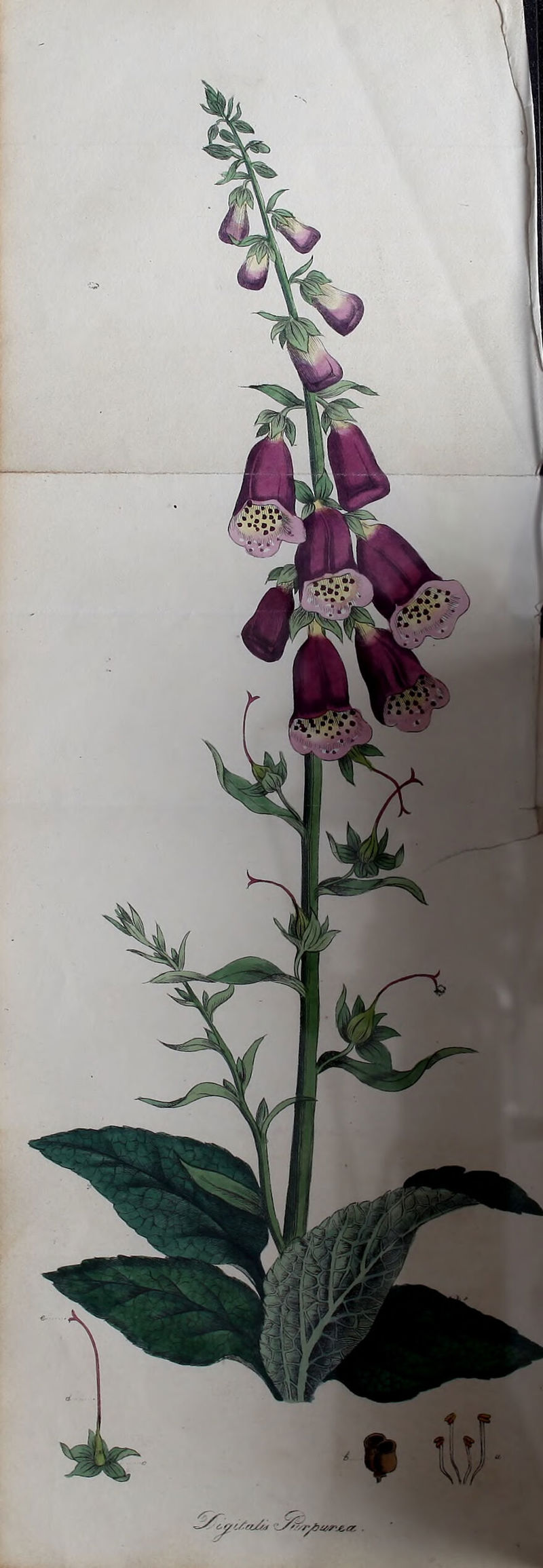 i/ta/a /' ■'/yb&r&.a' .