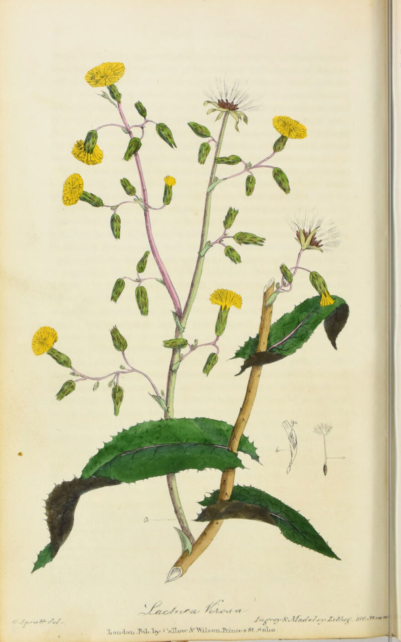 f■ - I*ftfrf (7f/ . t rt ttg'rery' iV, / * \* j£r li ou<loxi-TnL• W ( '«ILoa>- «VWils onCEcmct* * ST .Solio